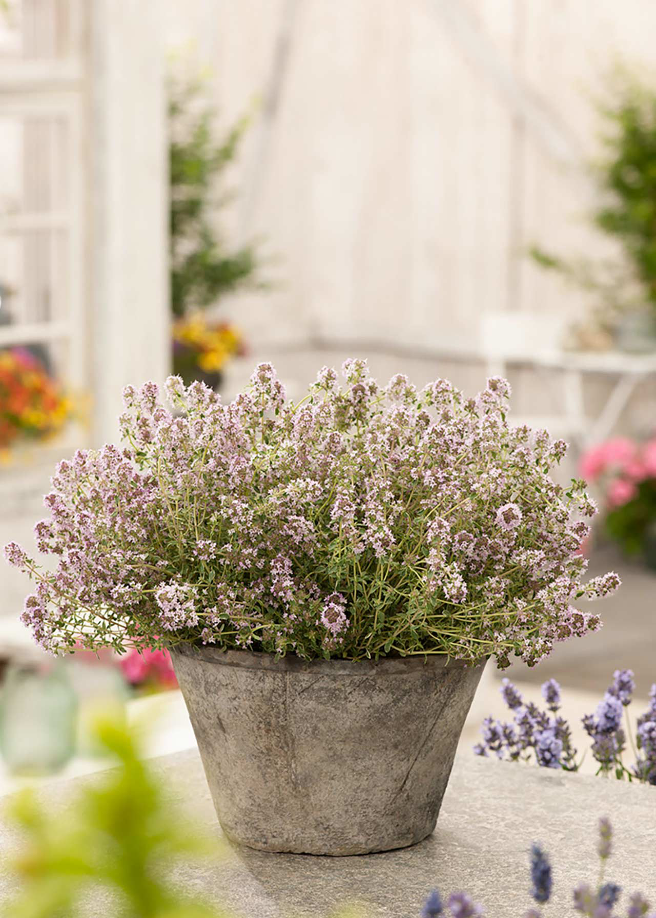 Thyme Silver Posie 1ltr
