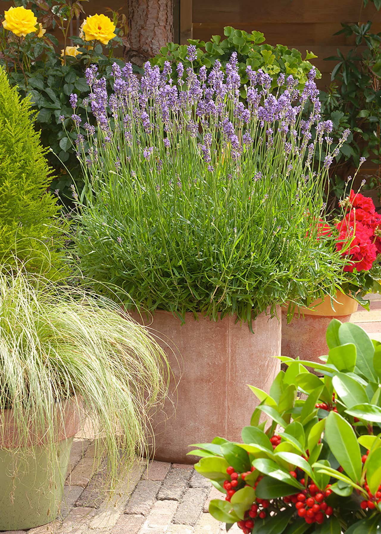 Lavandula Munstead 1ltr