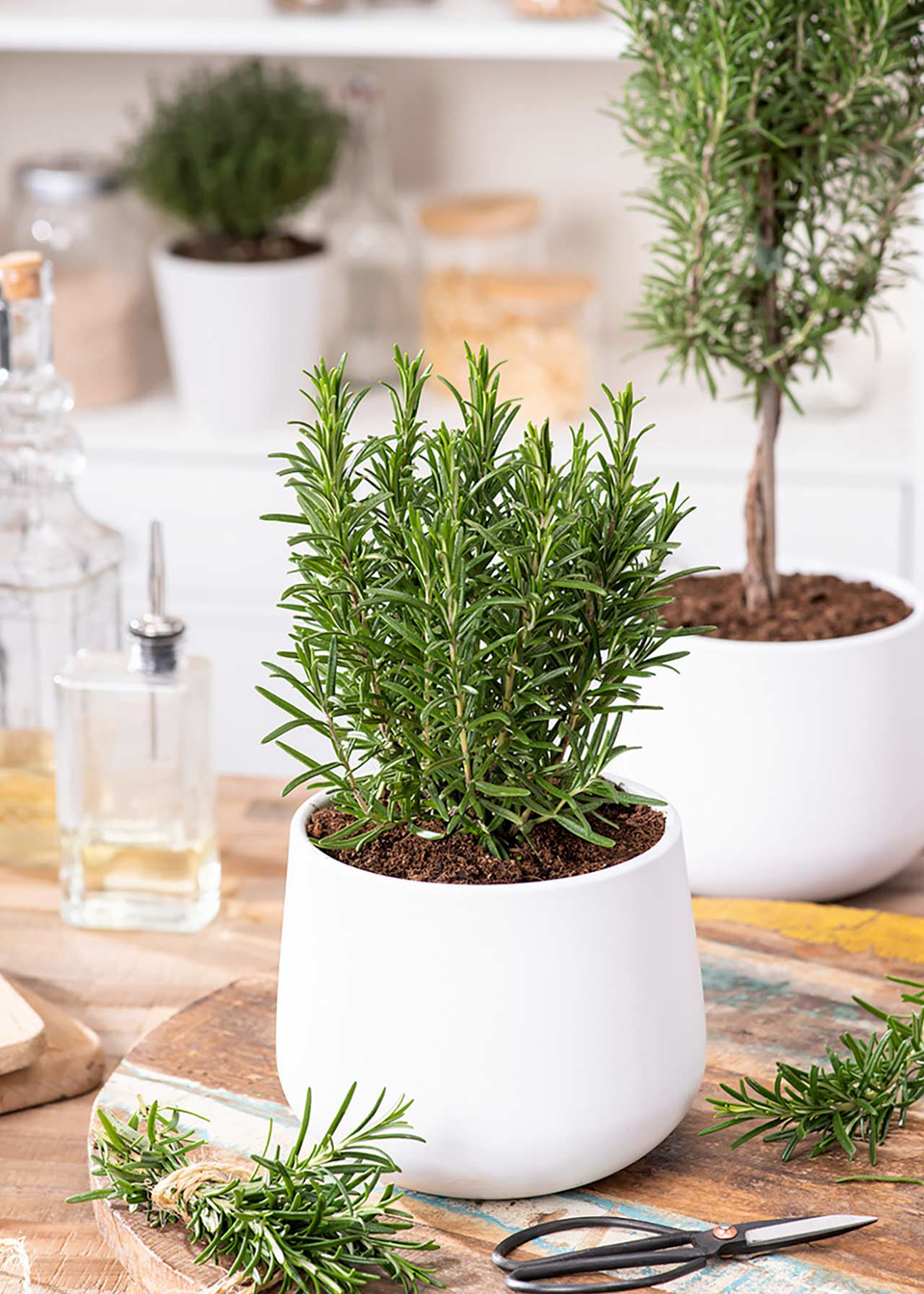 Rosmarinus Officinalis 1ltr