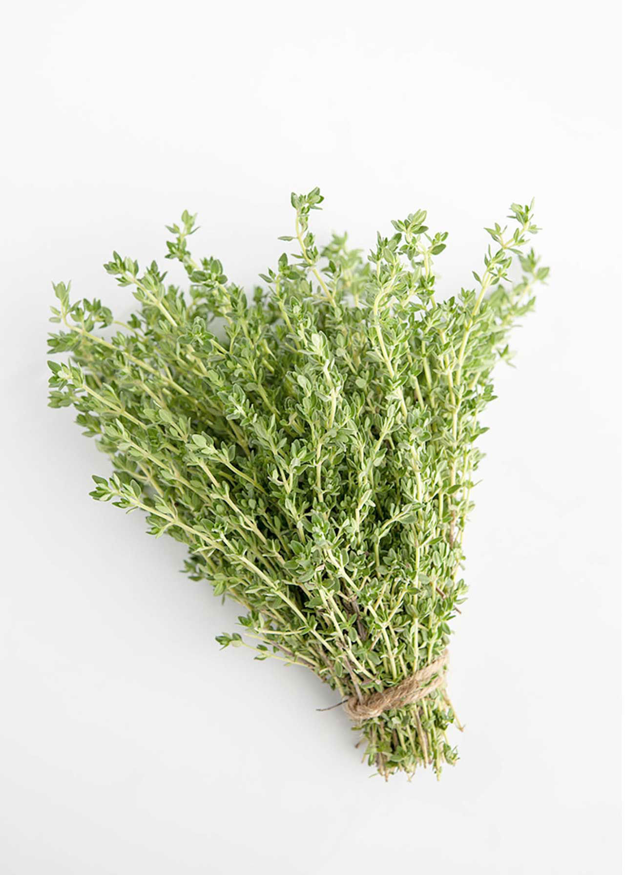 Thyme Common 14cm