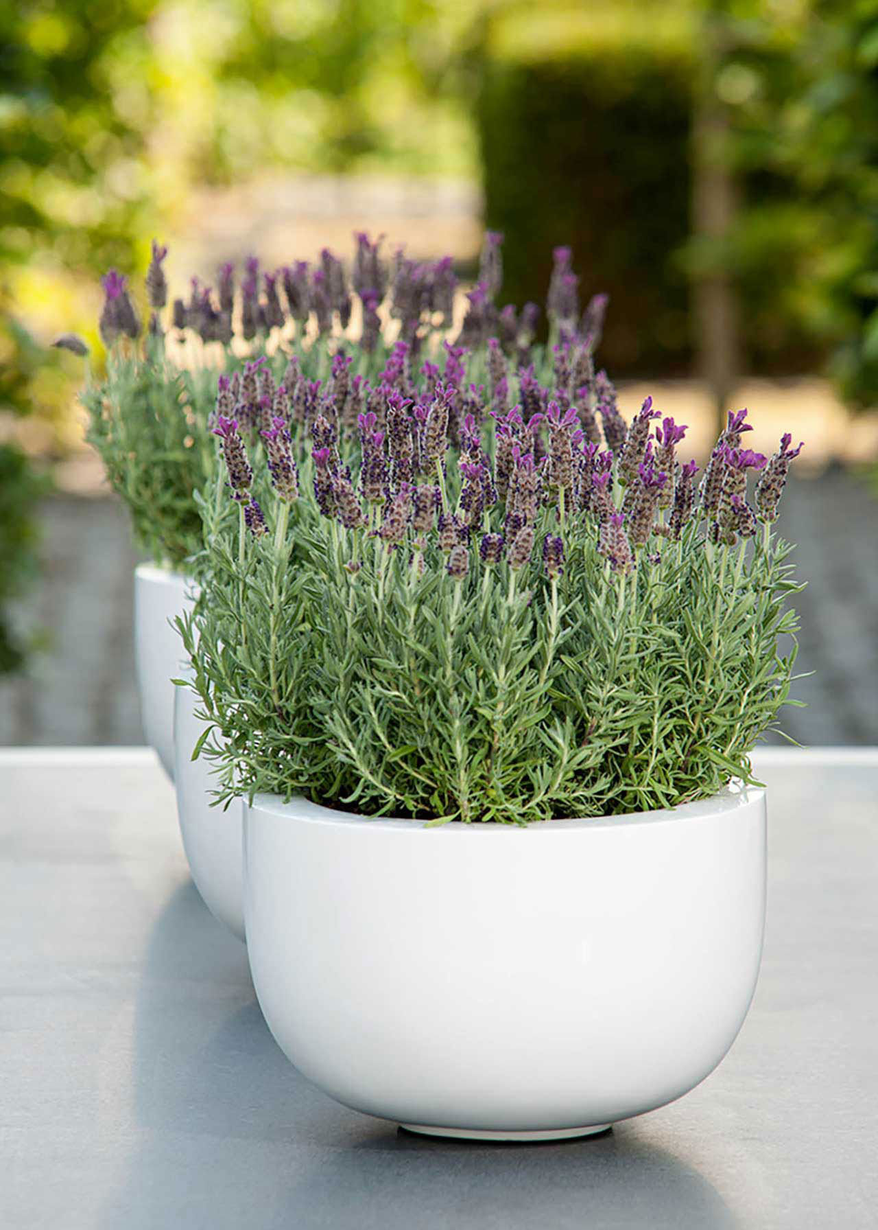 Lavandula Anouk 3ltr