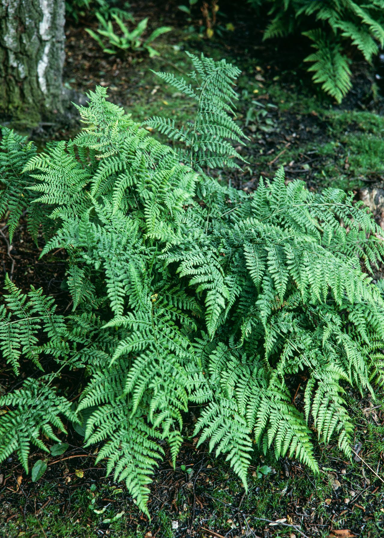 Dryopteris Dilatata (Broad Buckler Fern) 1ltr