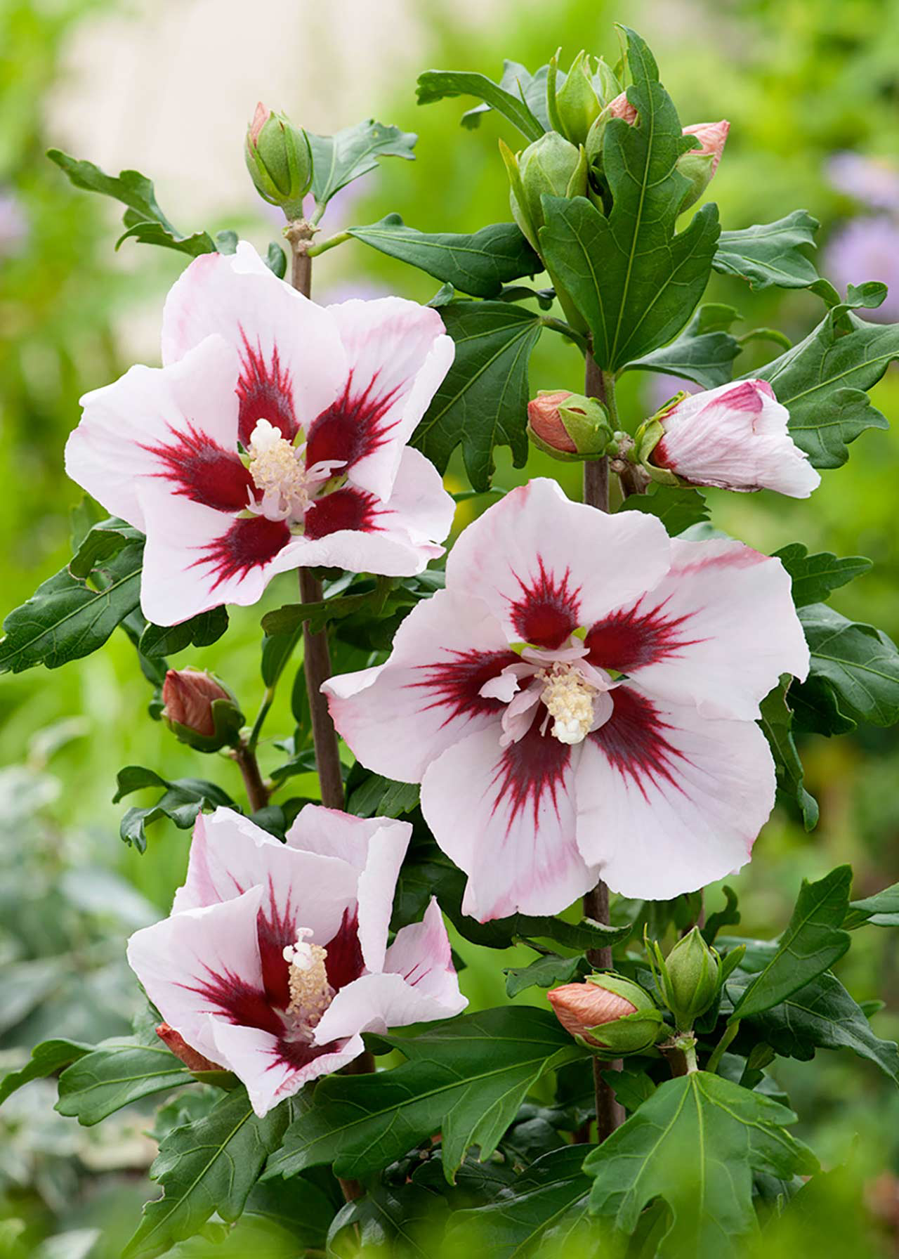 Hibiscus Hamabo 3ltr