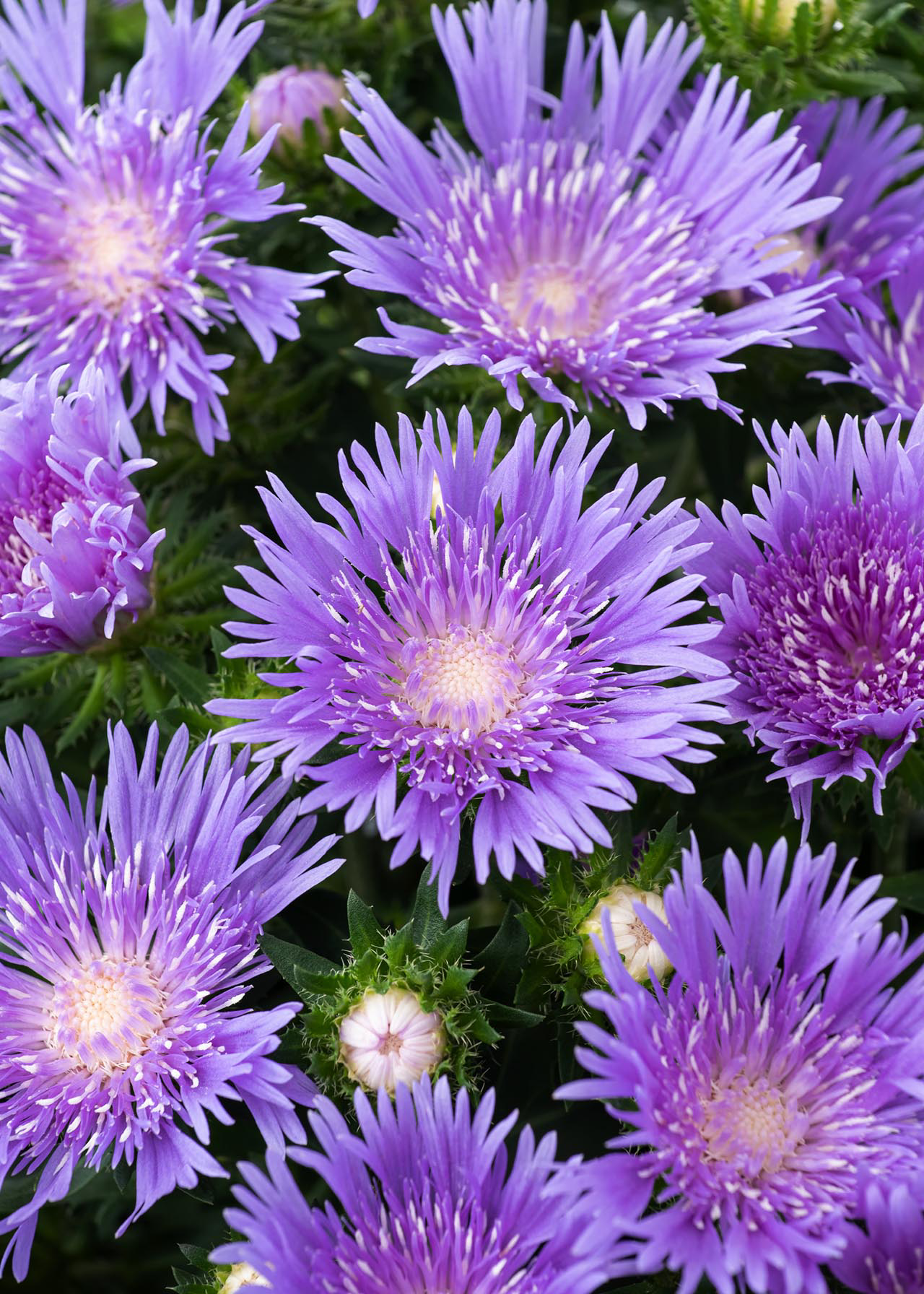 Stokesia Peachie's Pick 2ltr