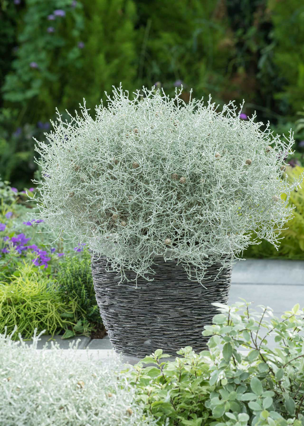 Calocephalus Silver Sandi 1ltr