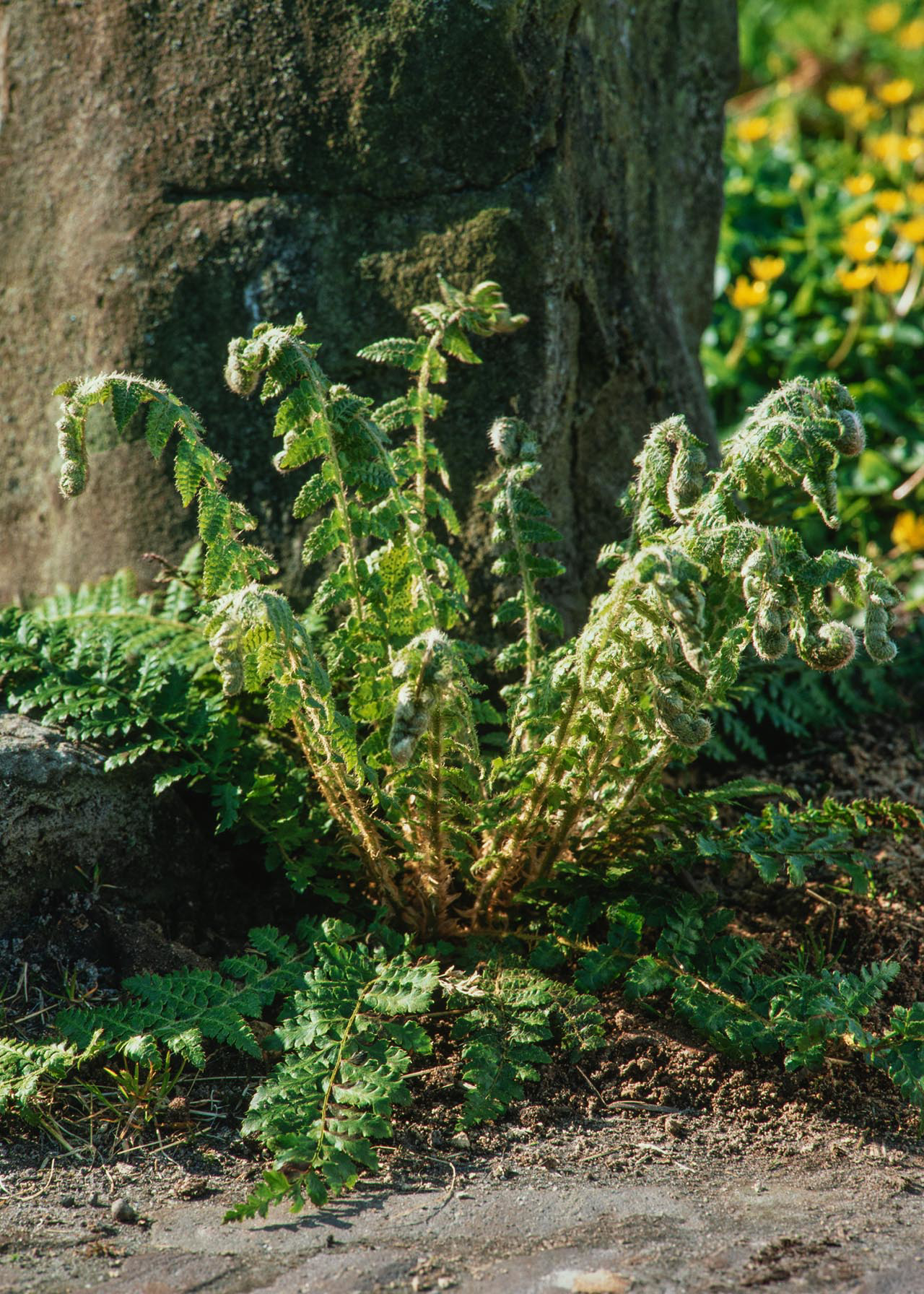 Polystichum Braun (Holly Fern) 1ltr