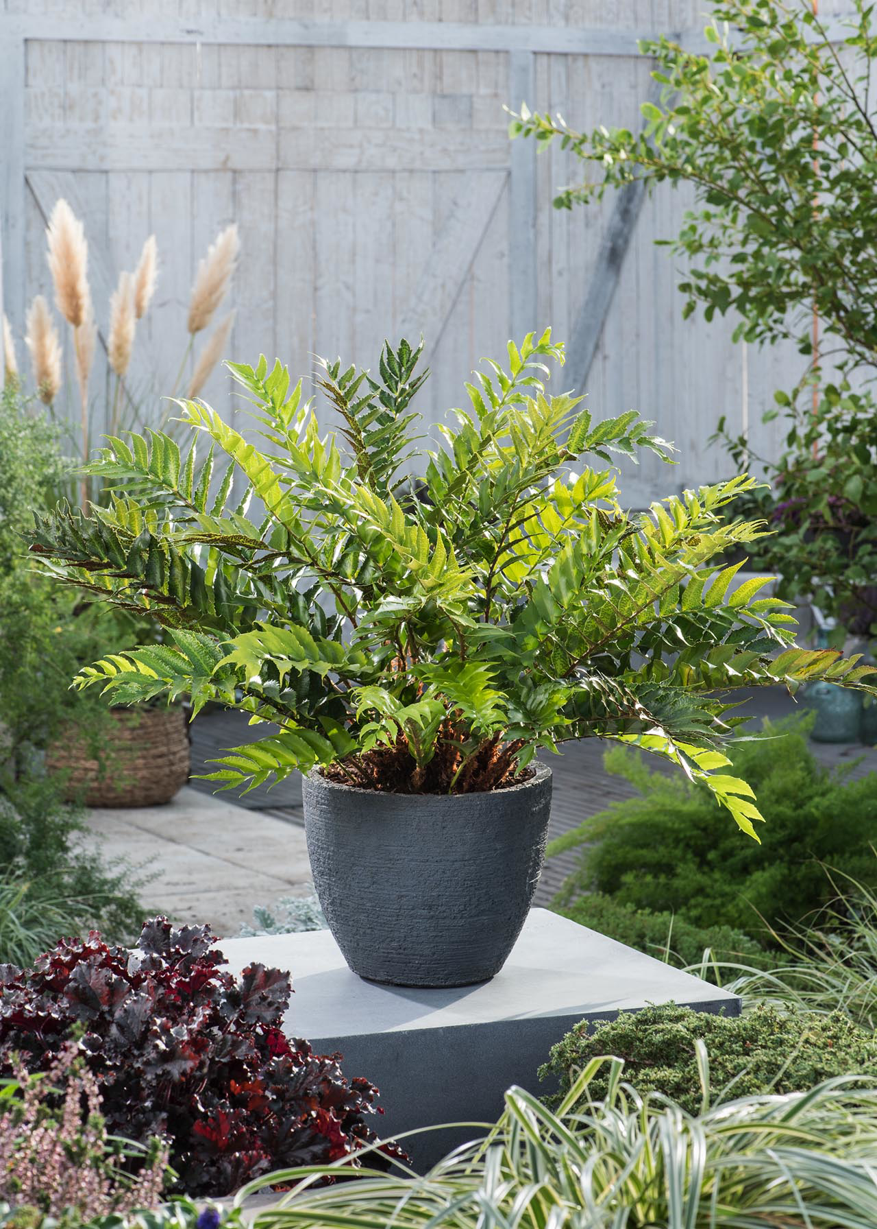 Cyrtomium Falcatum (Japanese Holly Fern) 1ltr