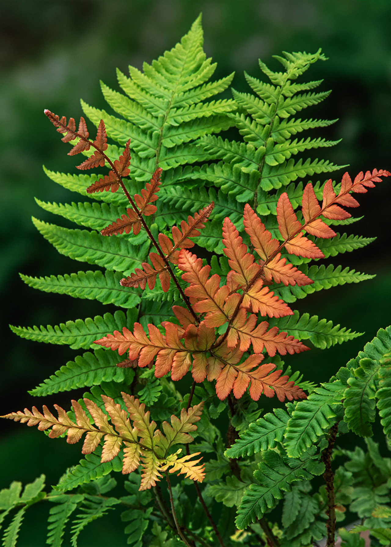 Dryopteris Erythrosora 1ltr