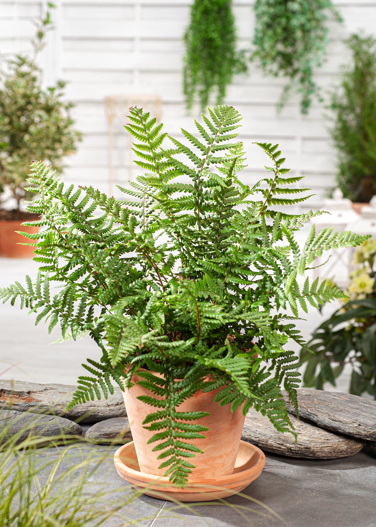 Dryopteris Affinis (Scaled Male Fern) 1ltr