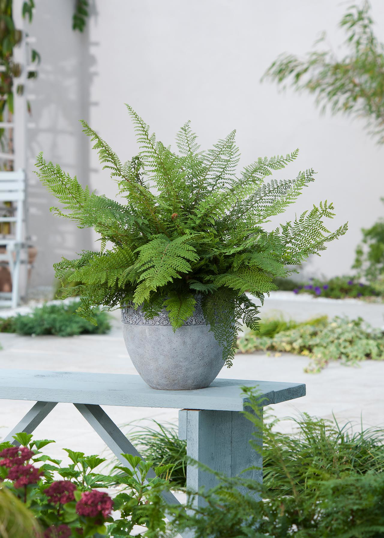 Polystichum Tsusima (Holly Fern) 1ltr