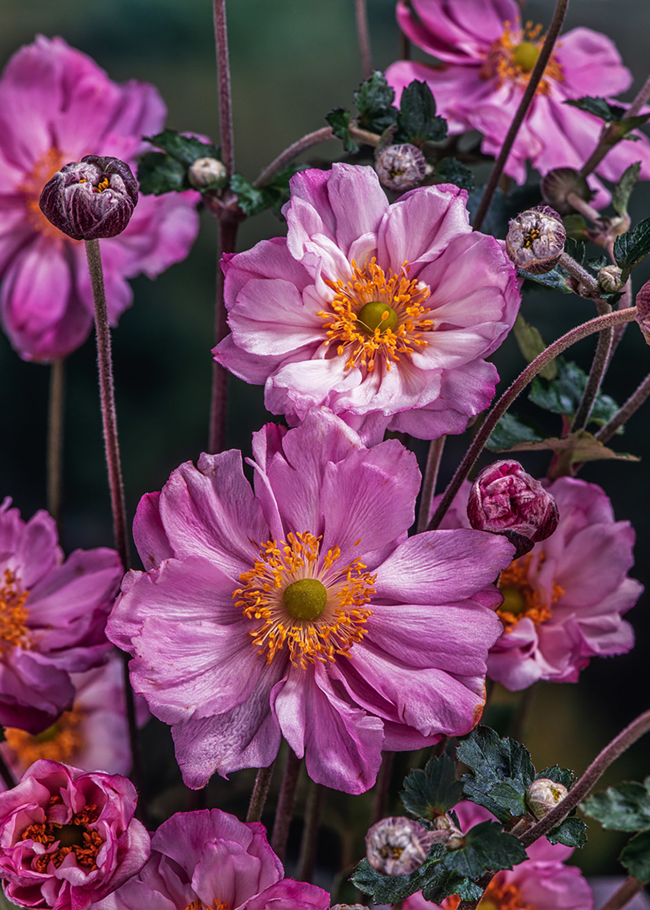 Anemone Queen Charlotte 2ltr