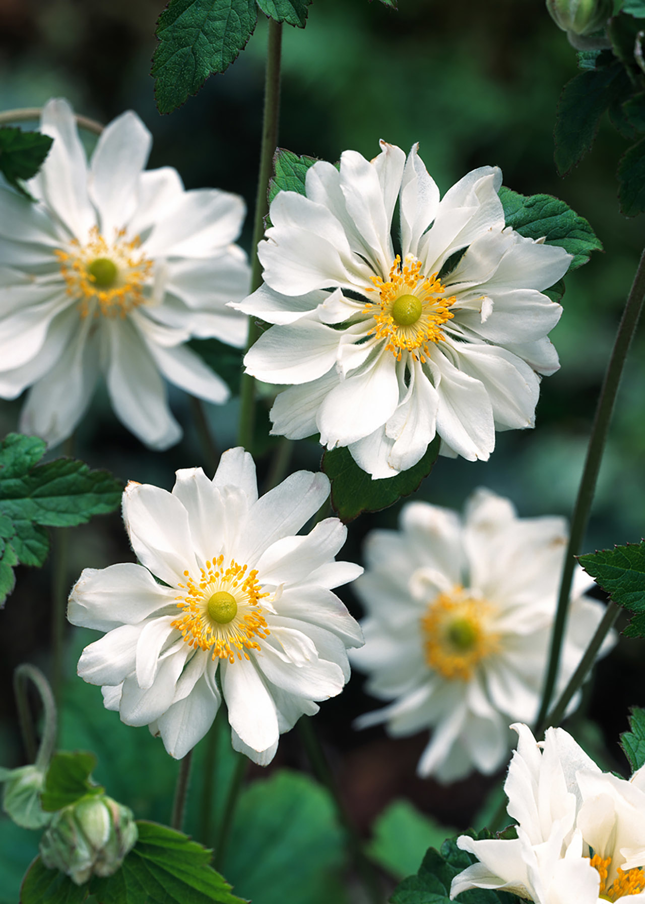 Anemone Whirlwind 2ltr