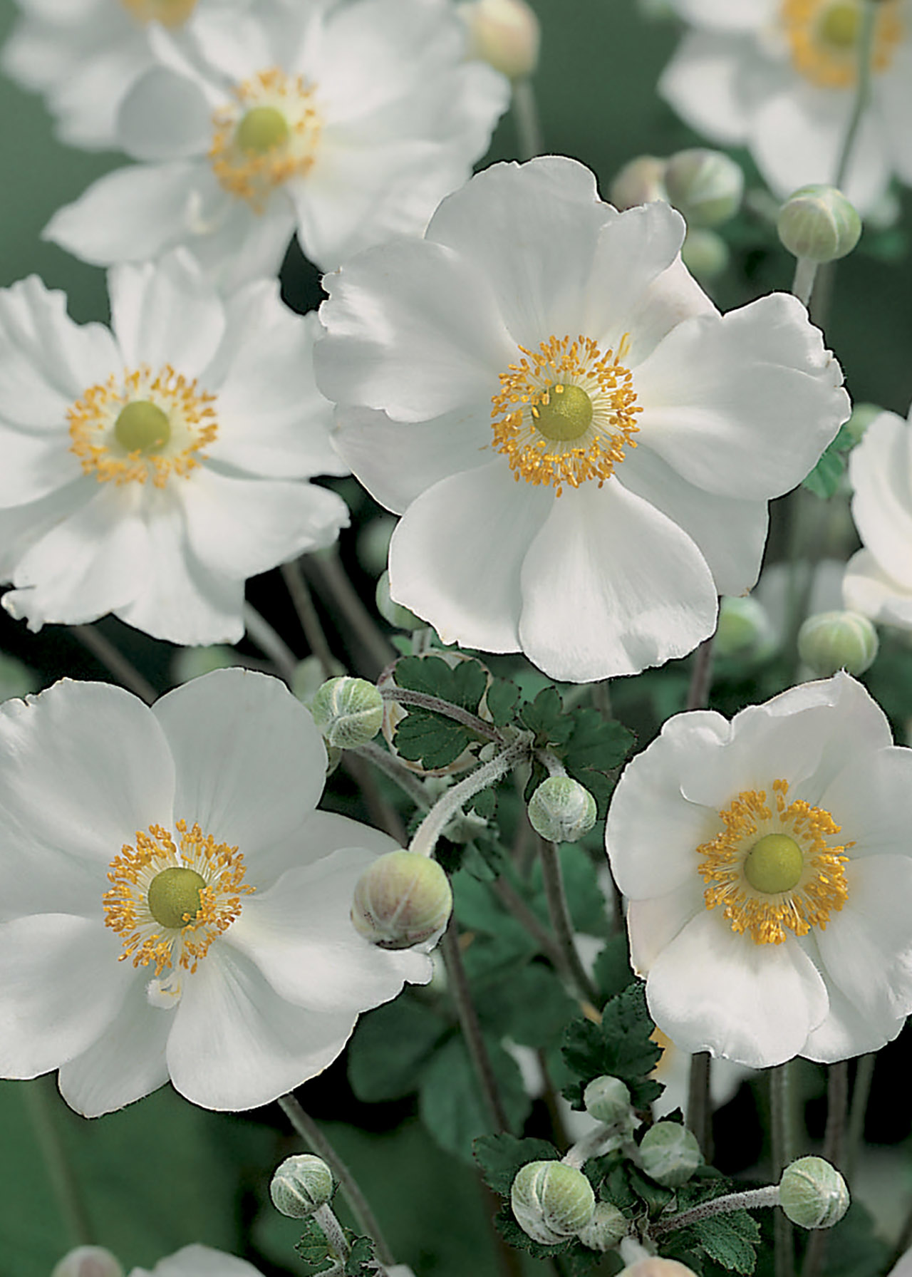 Anemone Honorine Jobert 2ltr