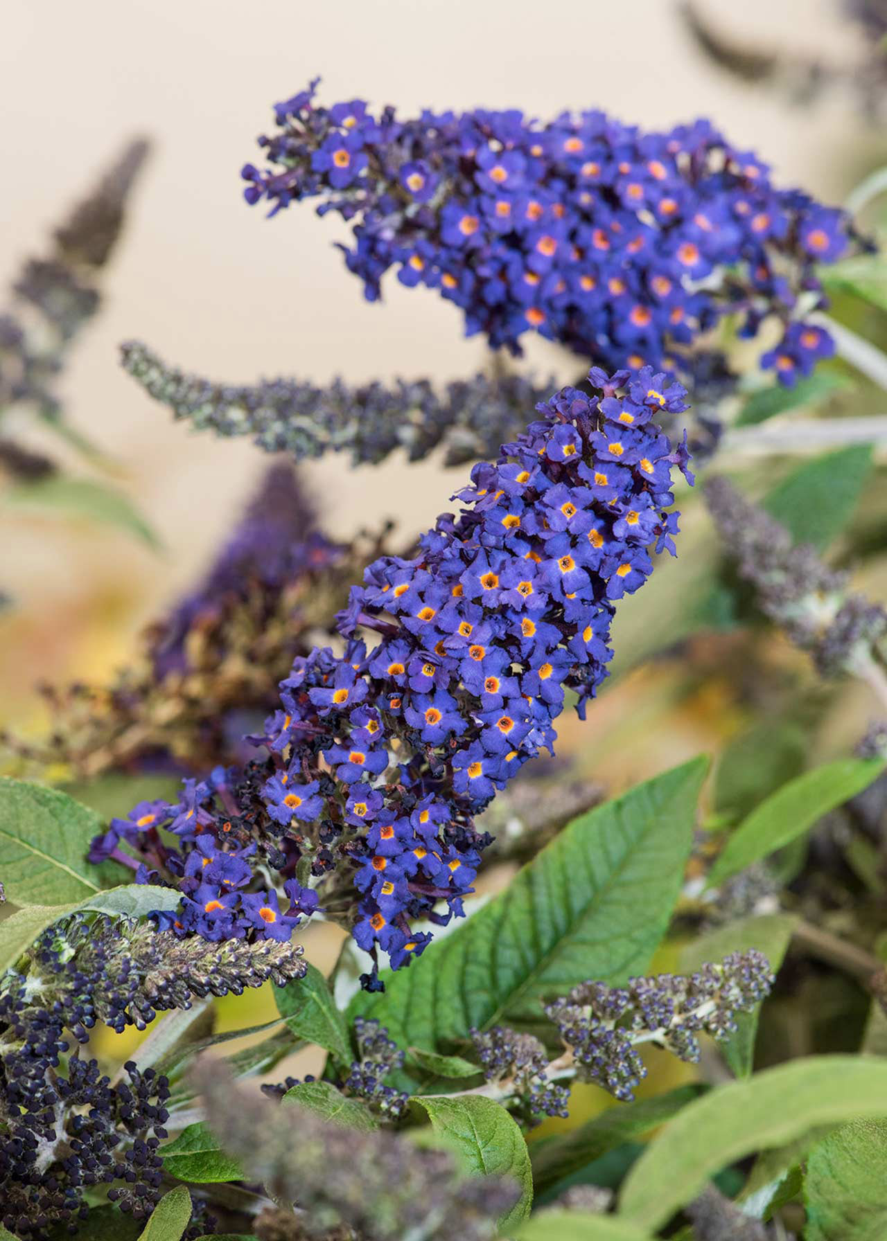 Buddleja Pugster Indigo 3ltr