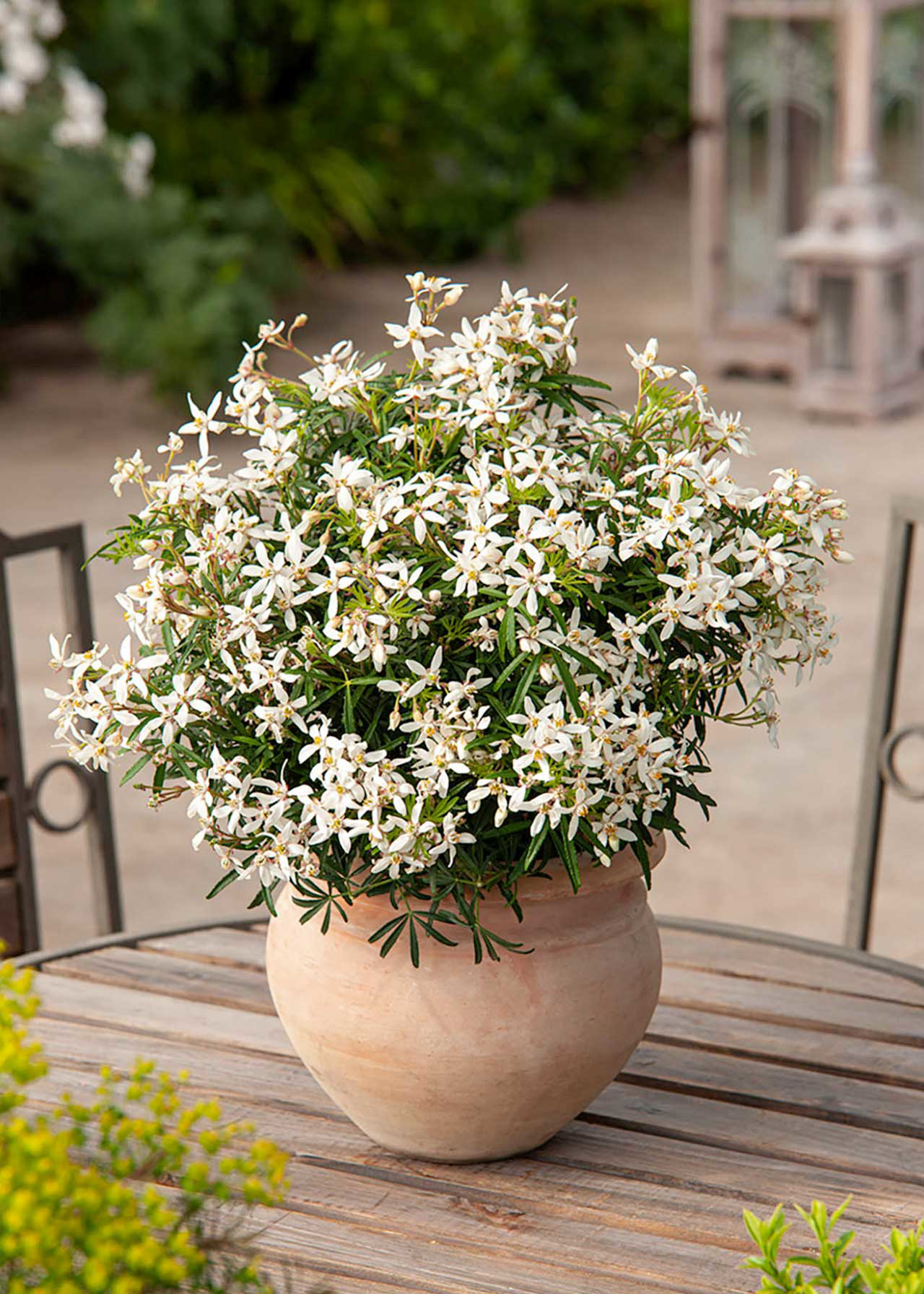 Choisya White Dazzler 3ltr