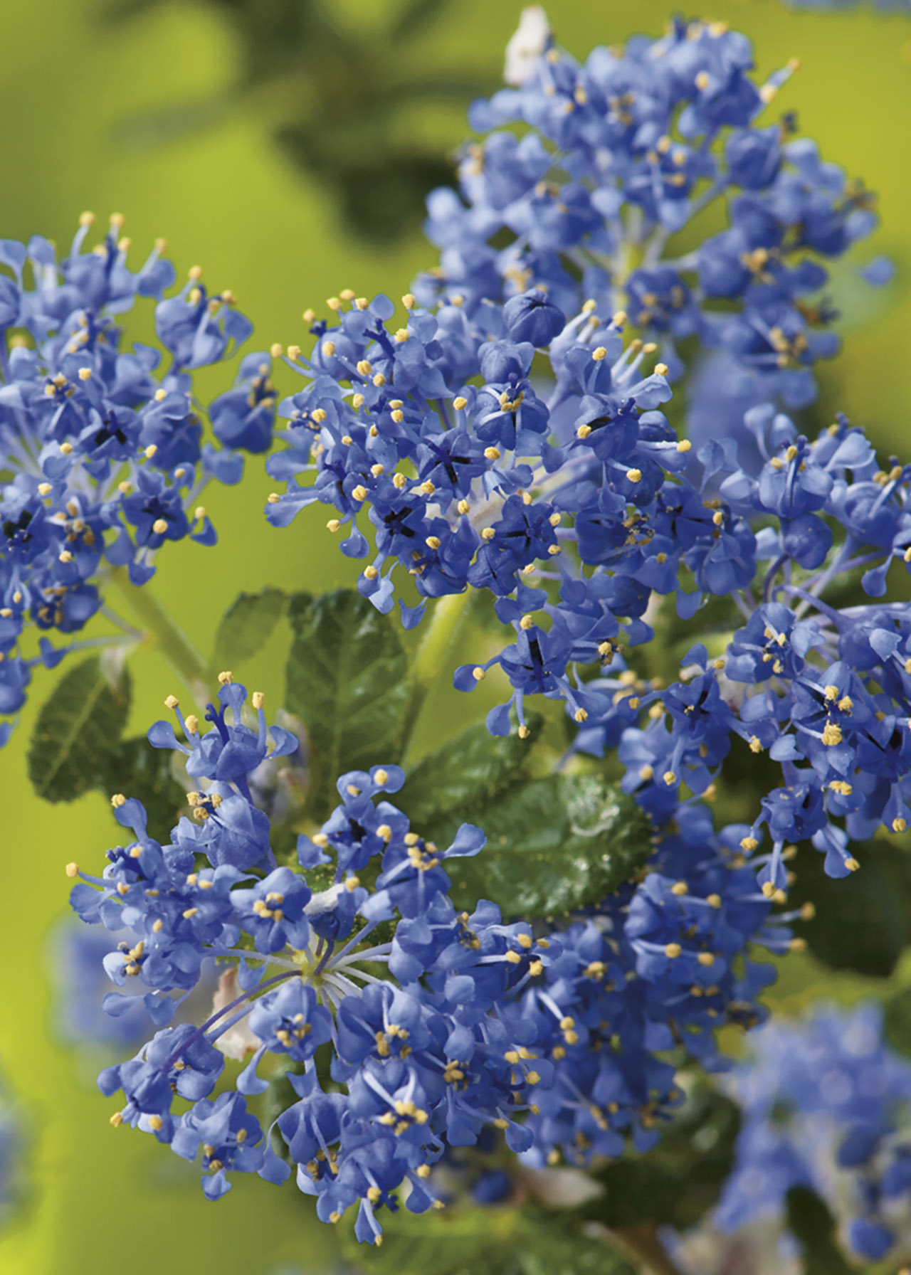 Ceanothus Puget Blue 3ltr