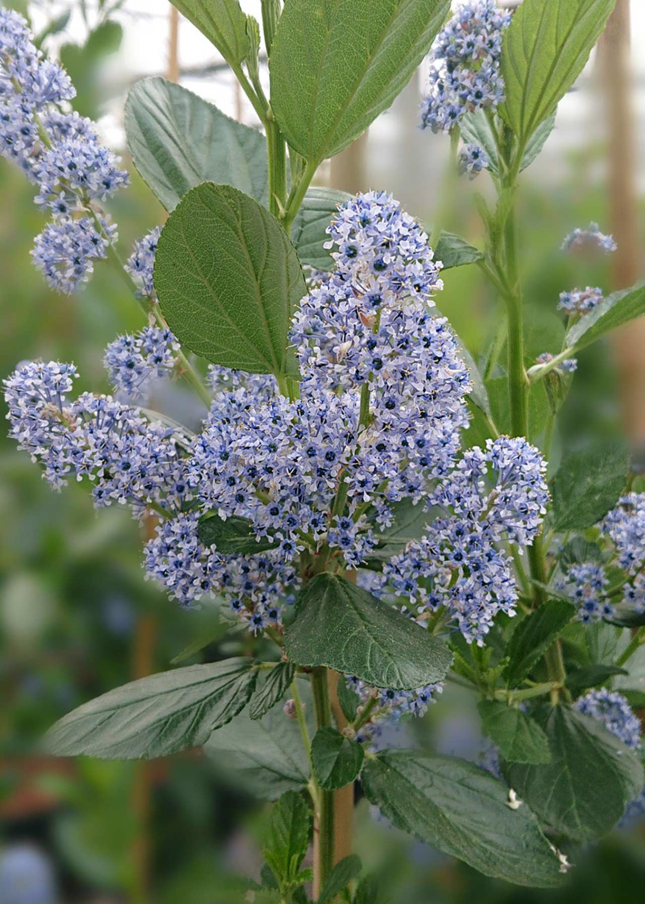 Ceanothus Trewithen Blue 3ltr