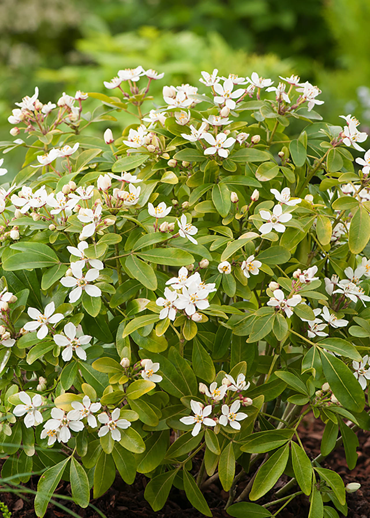 Choisya Ternata 3ltr