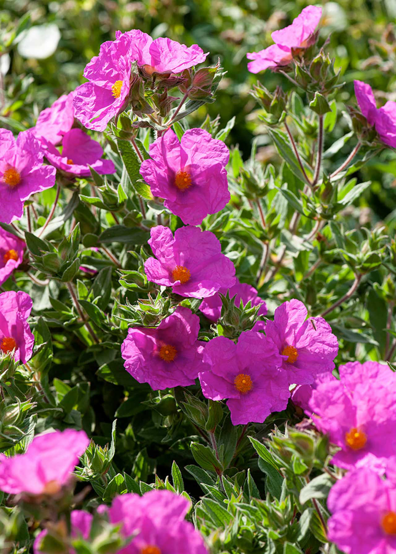 Cistus x pulverulentus Sunset 3ltr