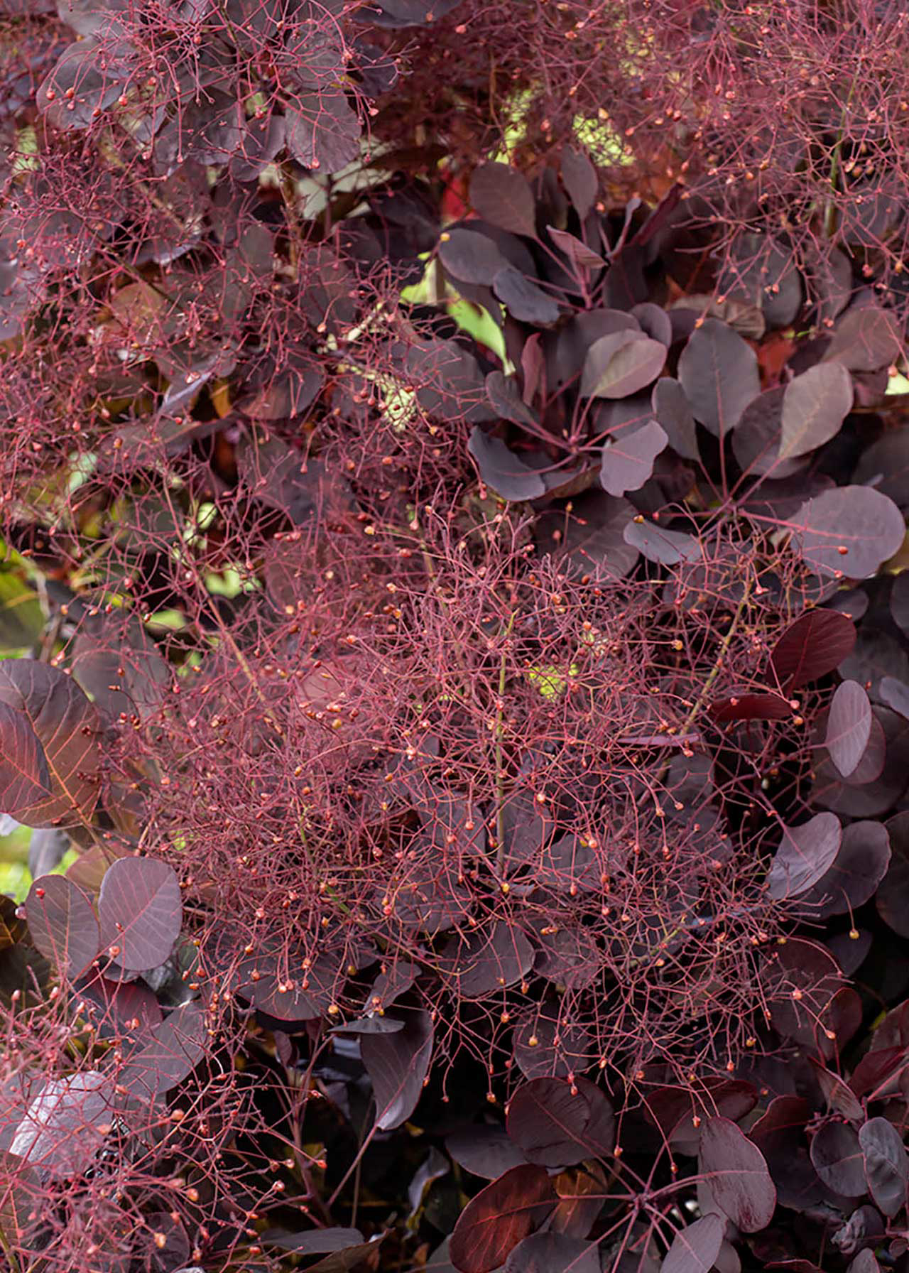 Cotinus coggygria Lilla 3ltr