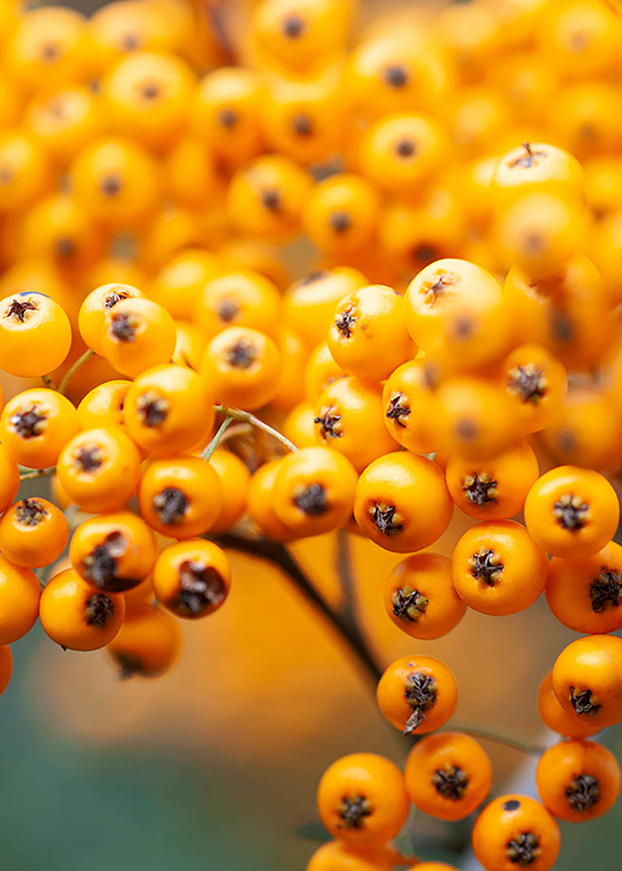 Pyracantha Soliel d'Or 3ltr