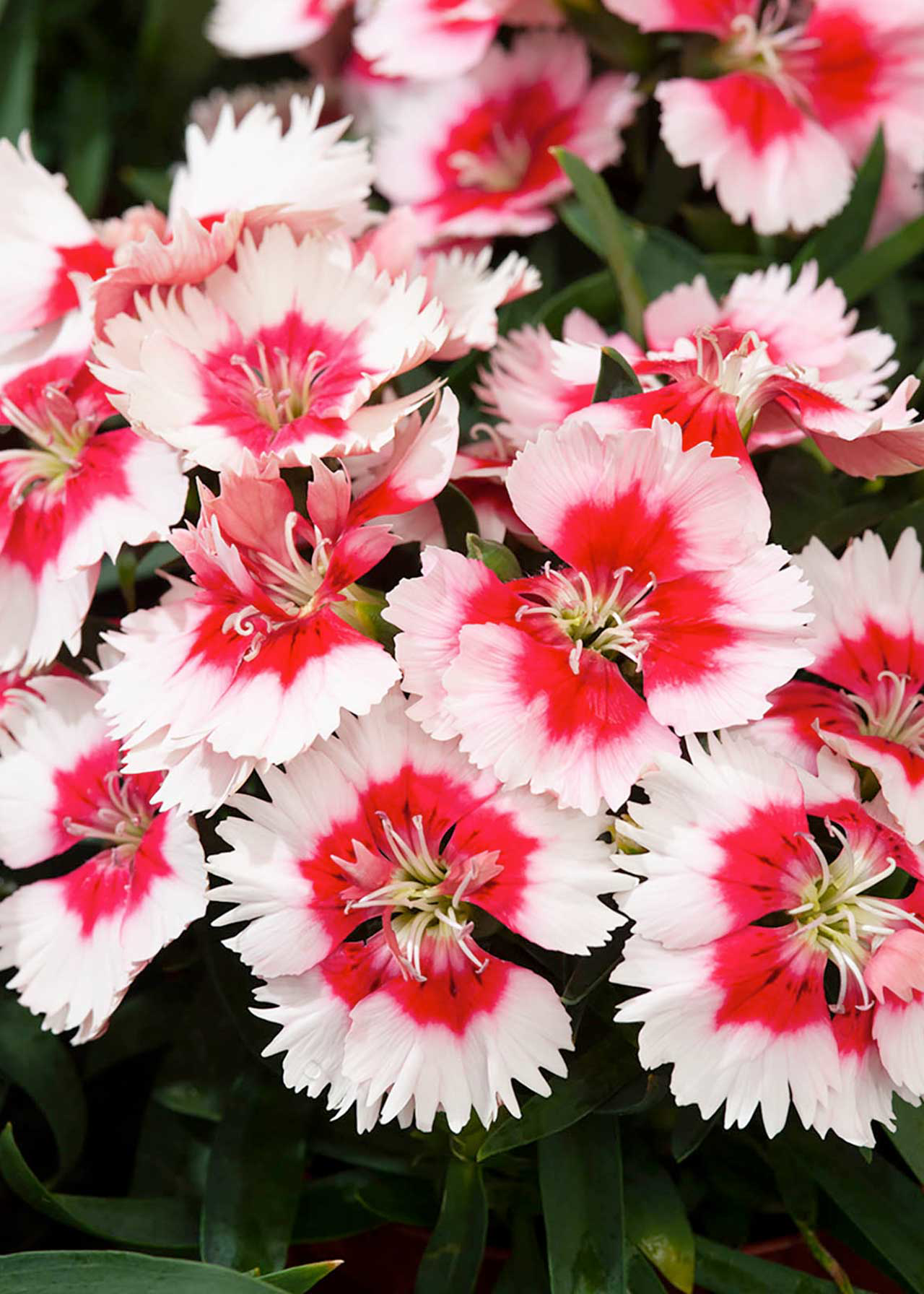 Dianthus Super Parfait/Diana 6 x 9cm