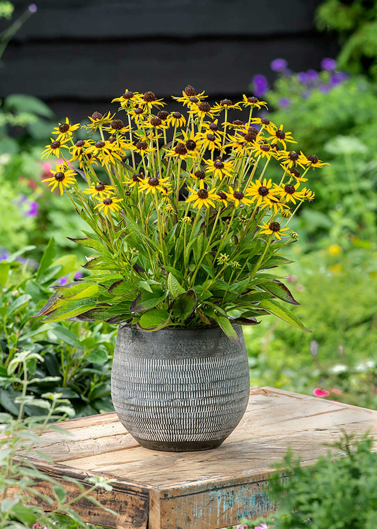 Rudbeckia Little Goldstar 3ltr