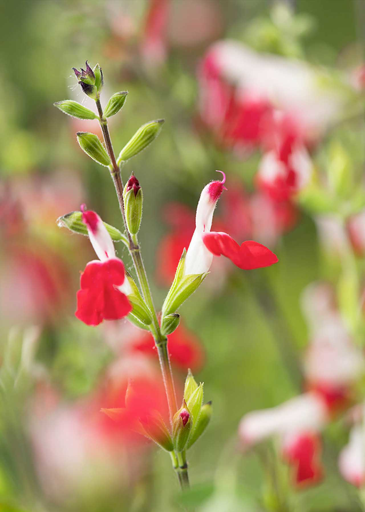 Salvia Hot Lips 3ltr