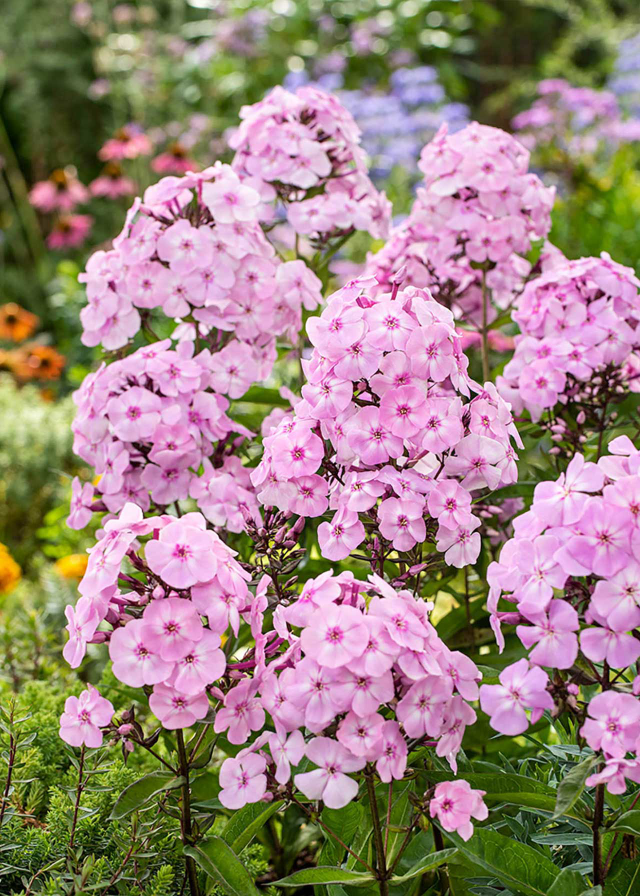 Phlox Sweet Summer Orange Rose 3ltr