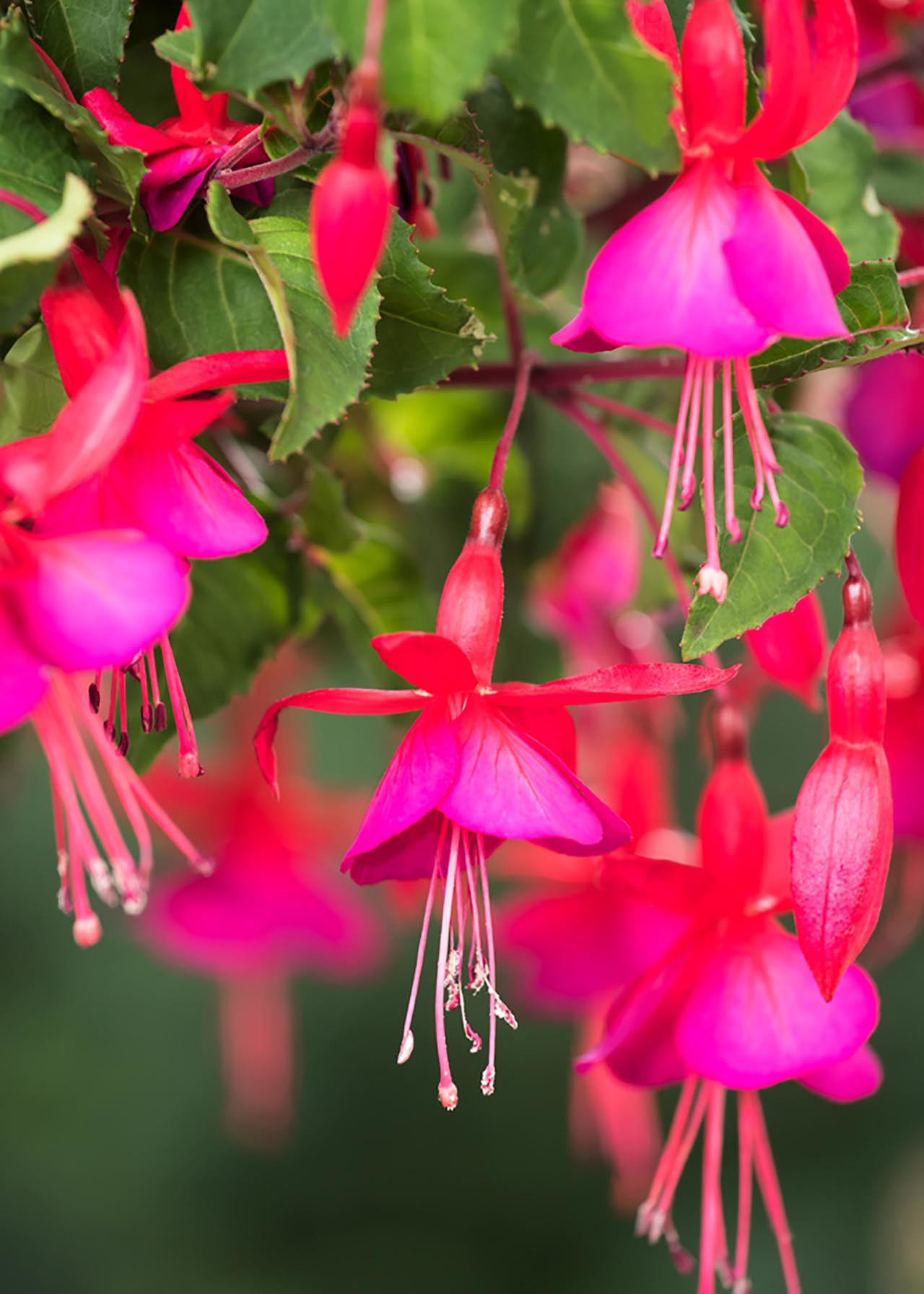 Hardy Fuchsia Beacon 3ltr