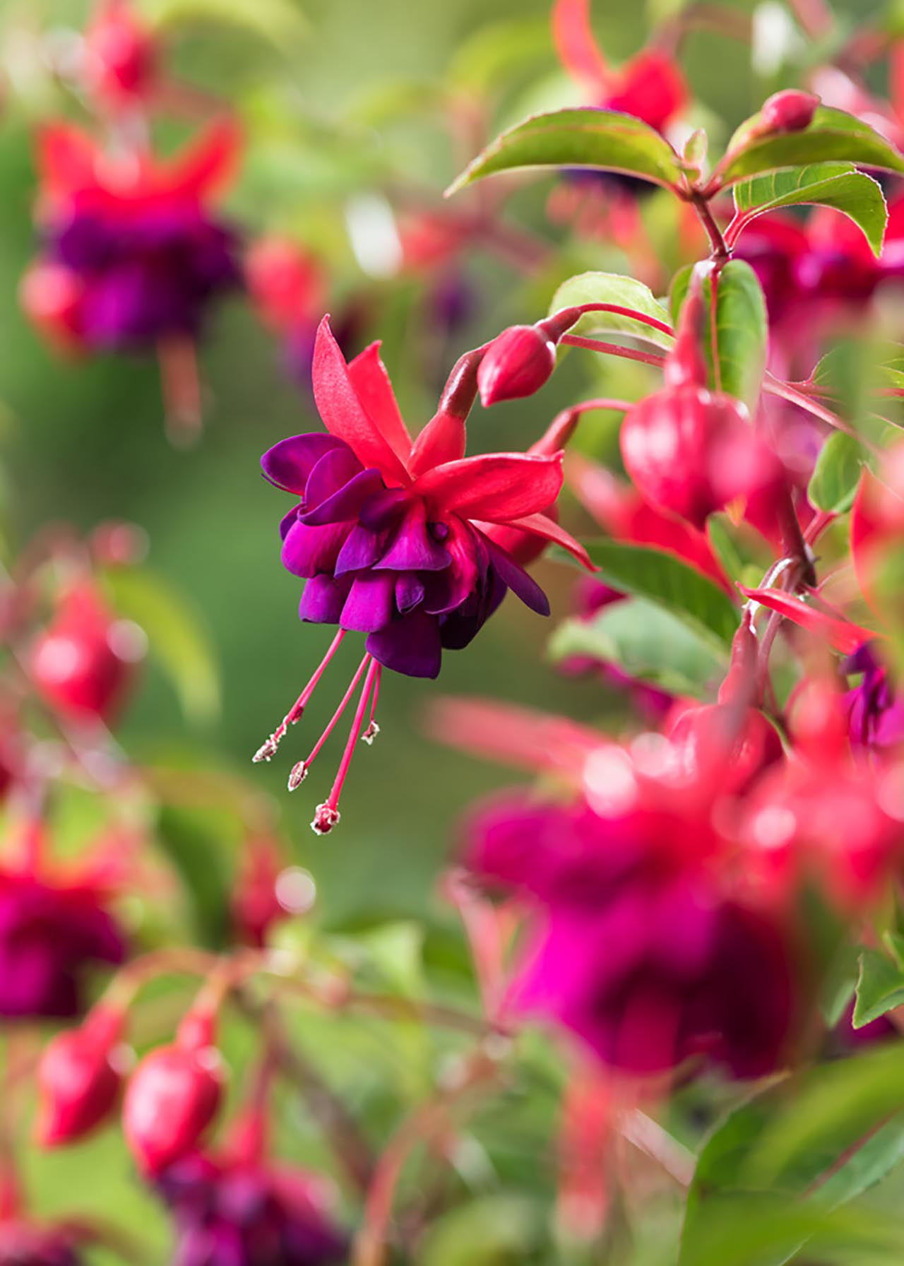 Hardy Fuchsia Dollar Princess 3ltr