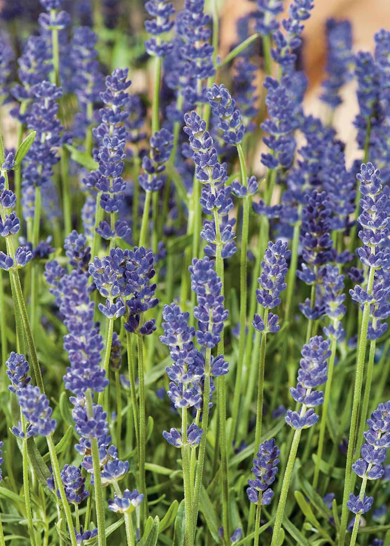 Lavandula Hidcote Improved (Essence) 2ltr