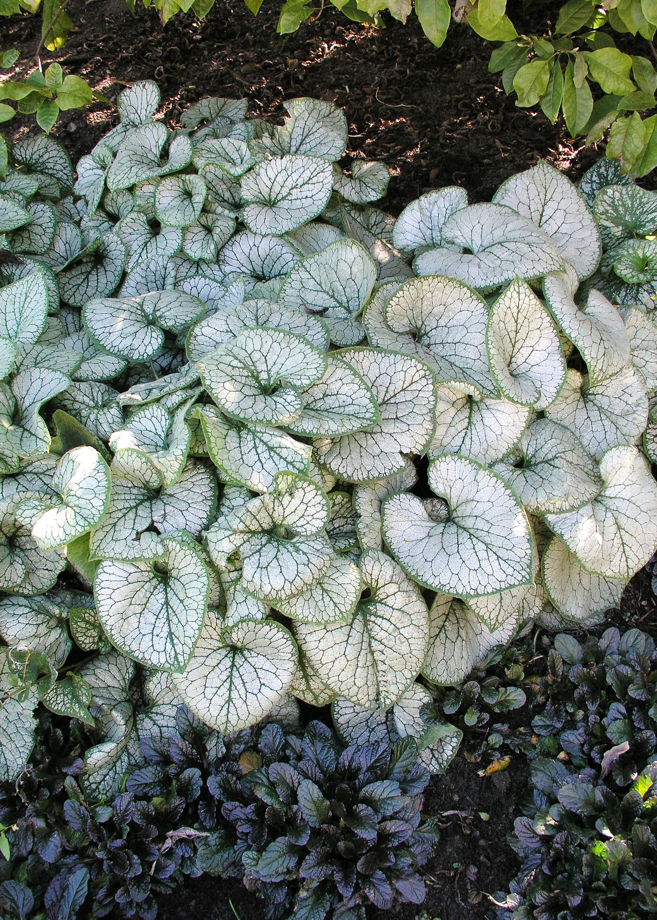 Brunnera Jack Frost 2ltr