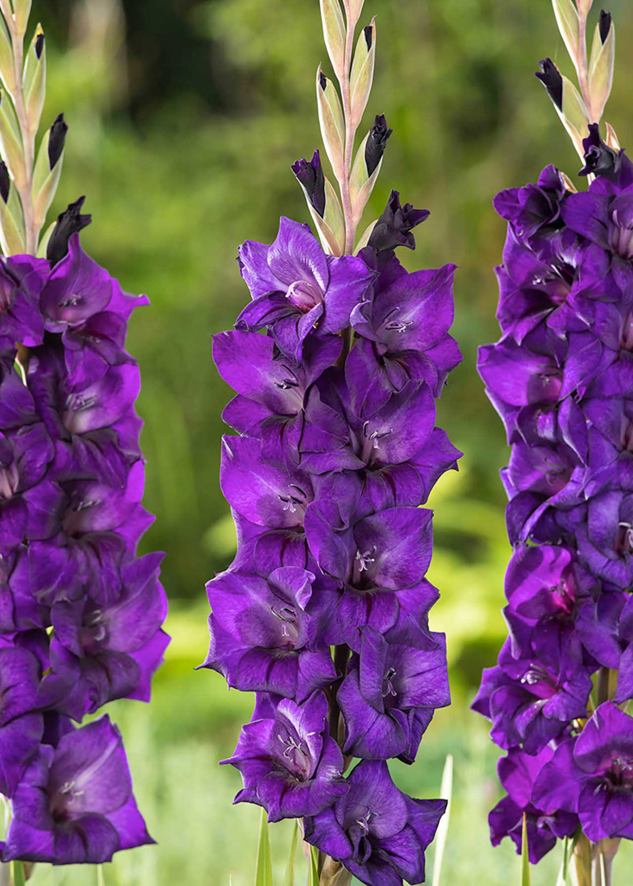 Gladiolus Purple Flora 2ltr