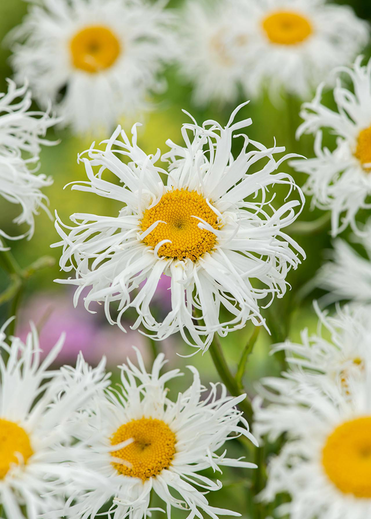 Leucanthemum Ooh La Spider 3ltr