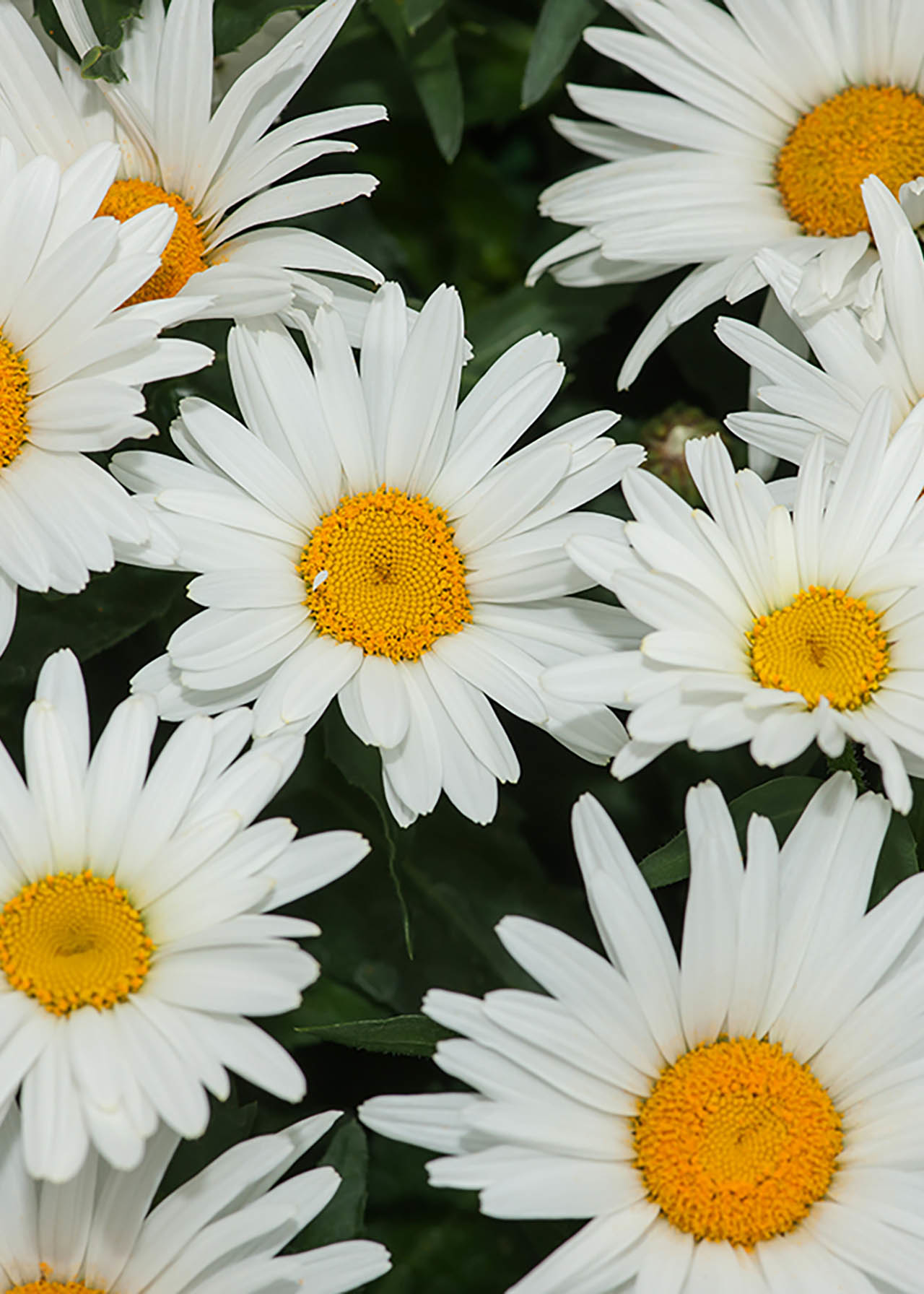 Leucanthemum Victorian Secret 3ltr