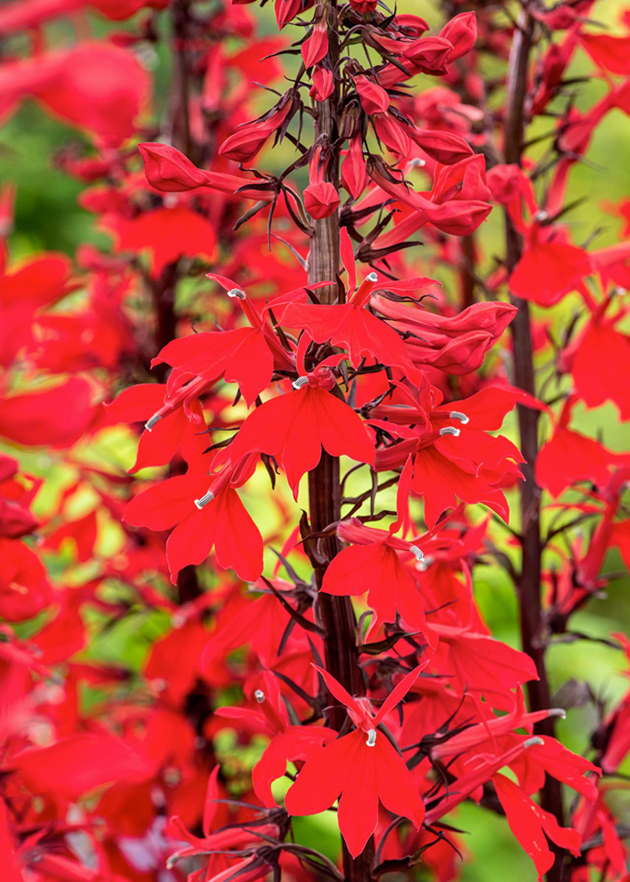 Lobelia Queen Victoria 3ltr