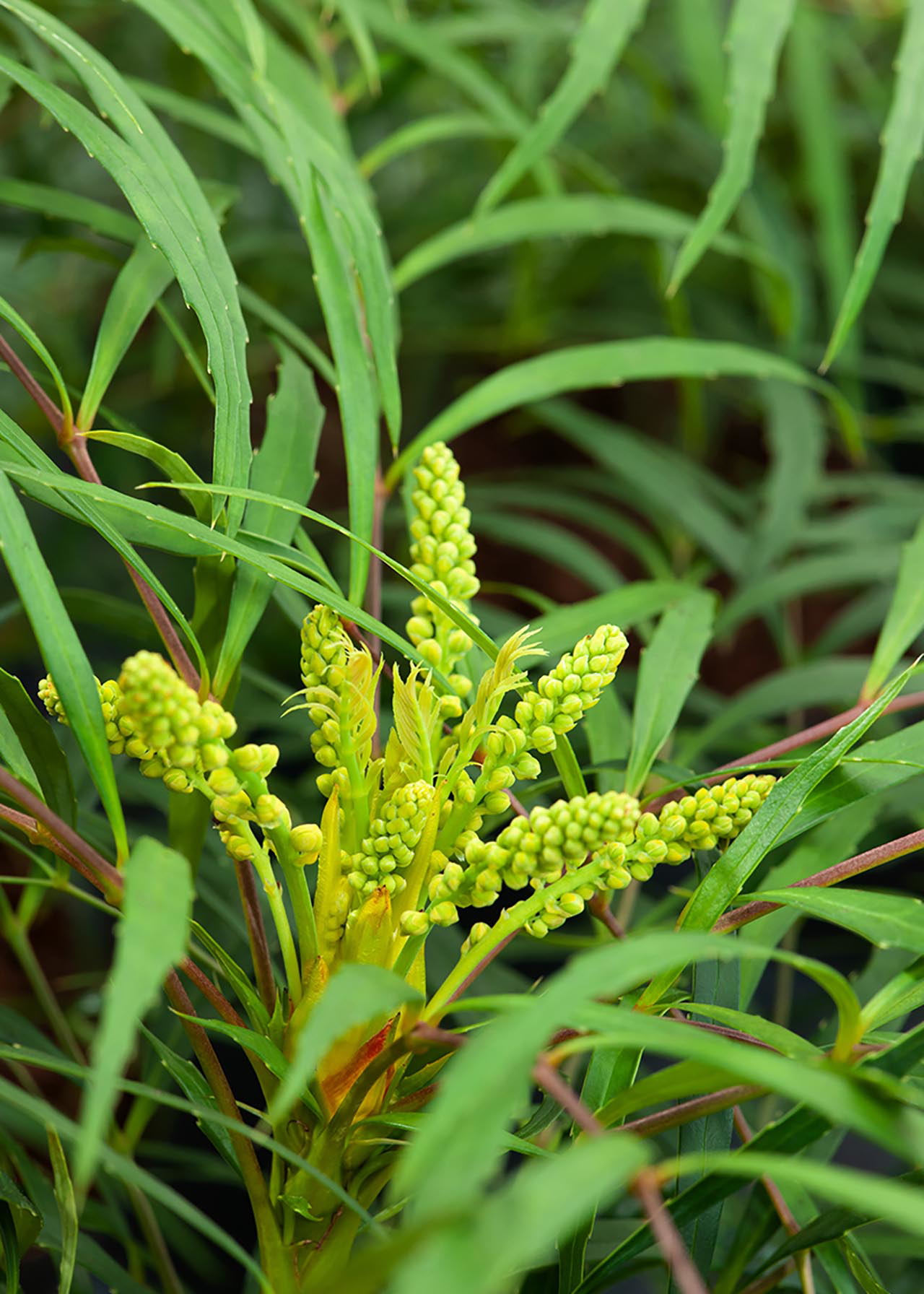 Mahonia Soft Caress 3ltr