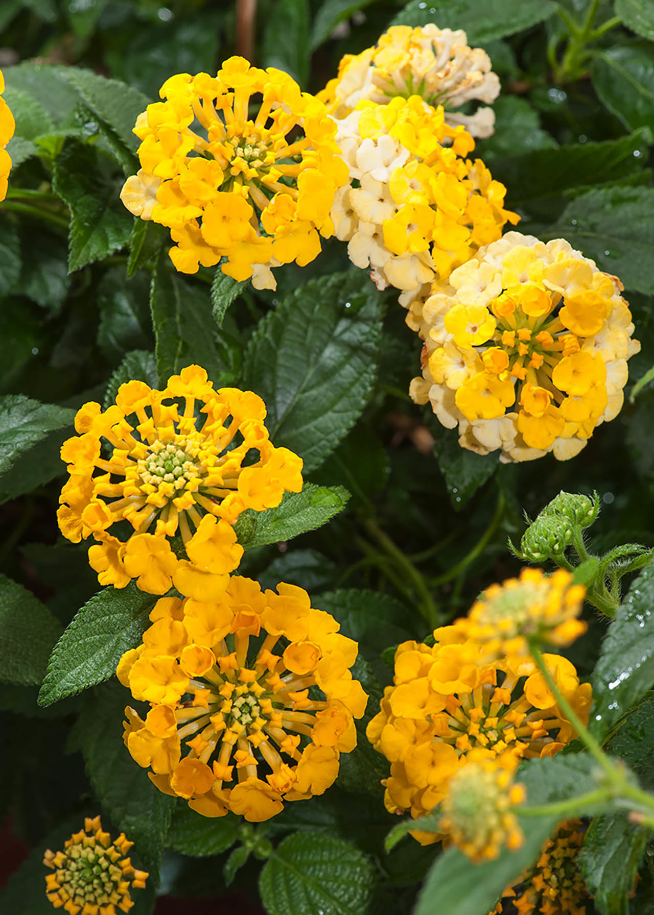 Lantana Bandana Yellow 1ltr