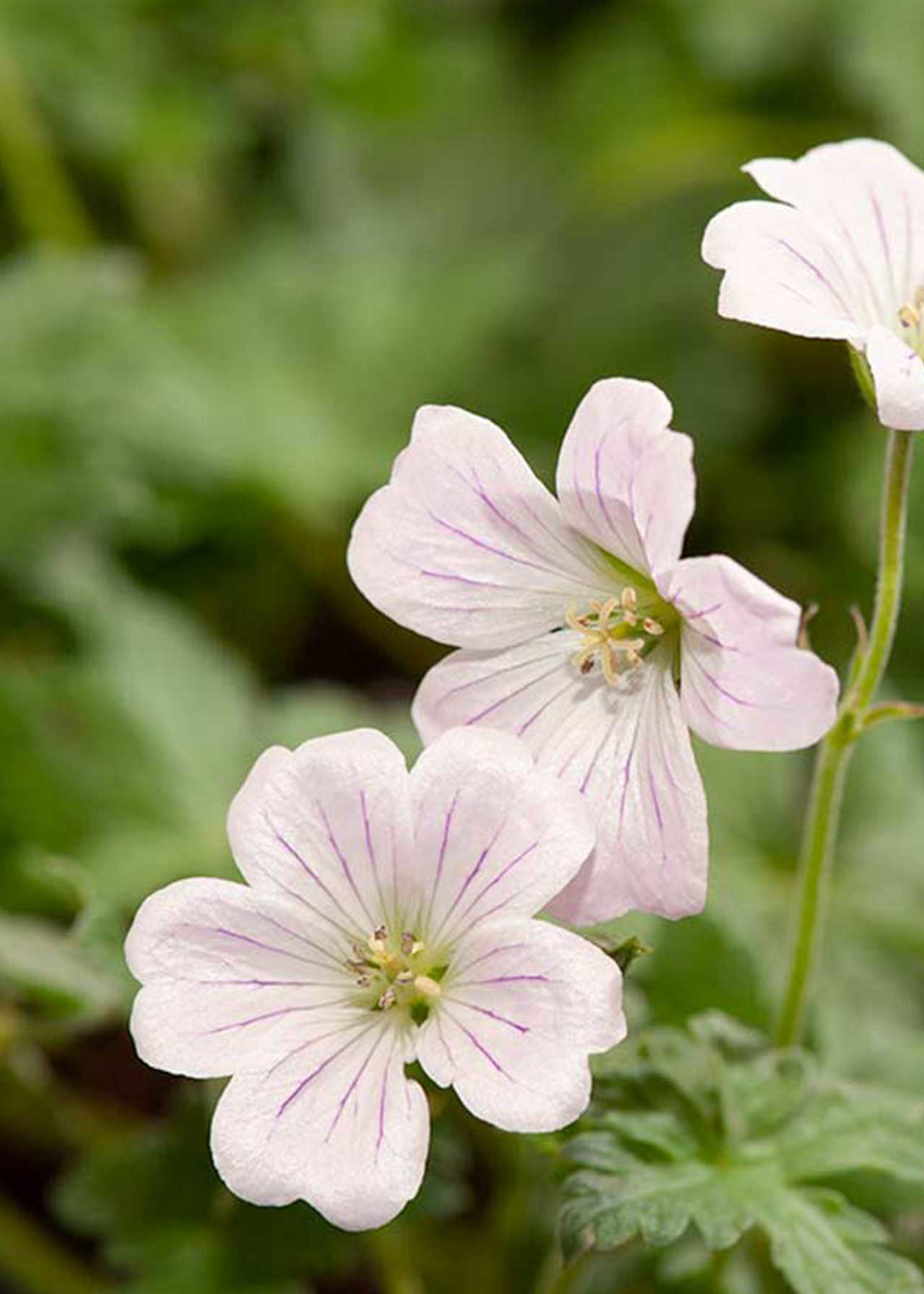 Geranium Dreamland 3ltr