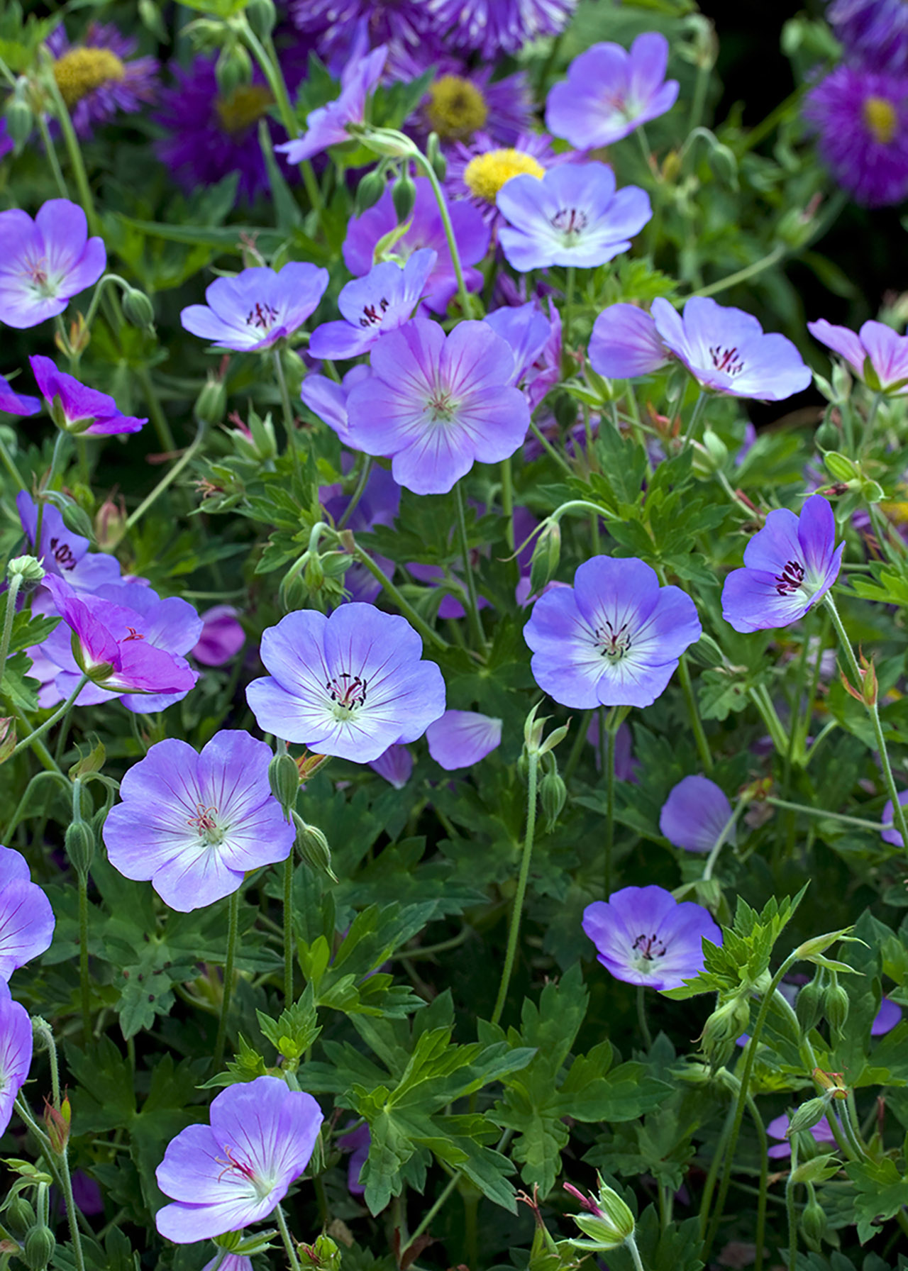 Geranium Azure Rush 3ltr
