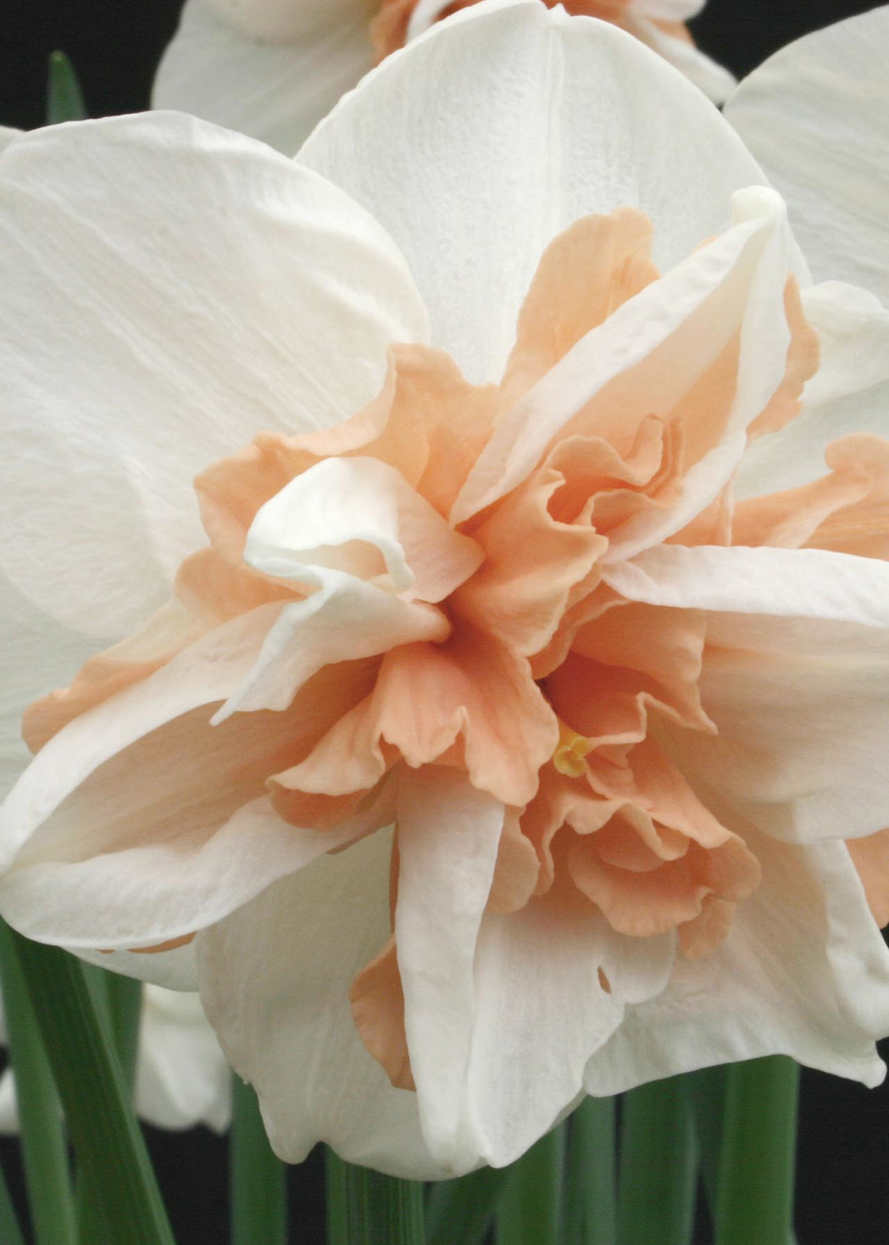 Daffodil Delnashaugh Pack of 6