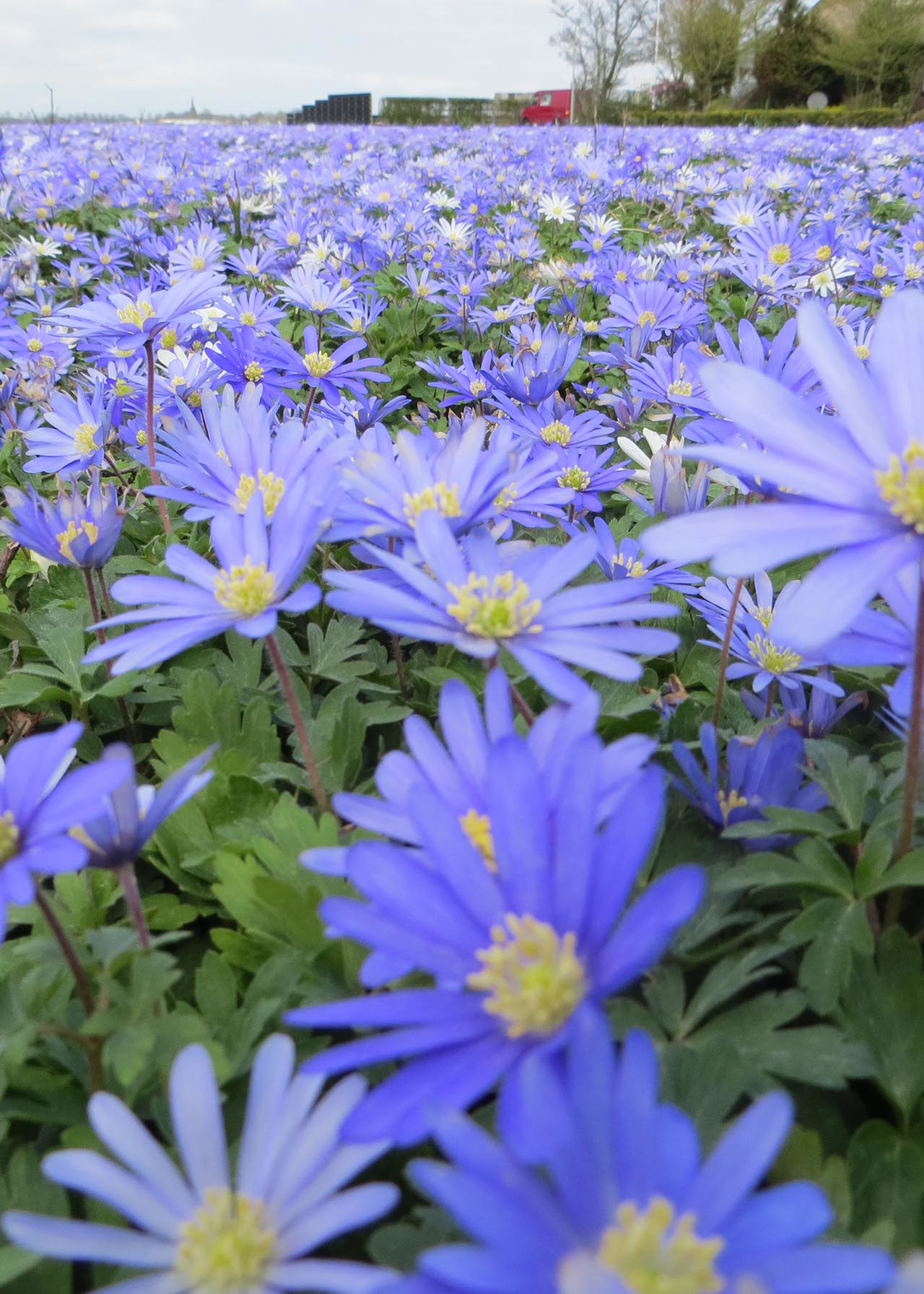 Anemone Blanda Blue pack of 18
