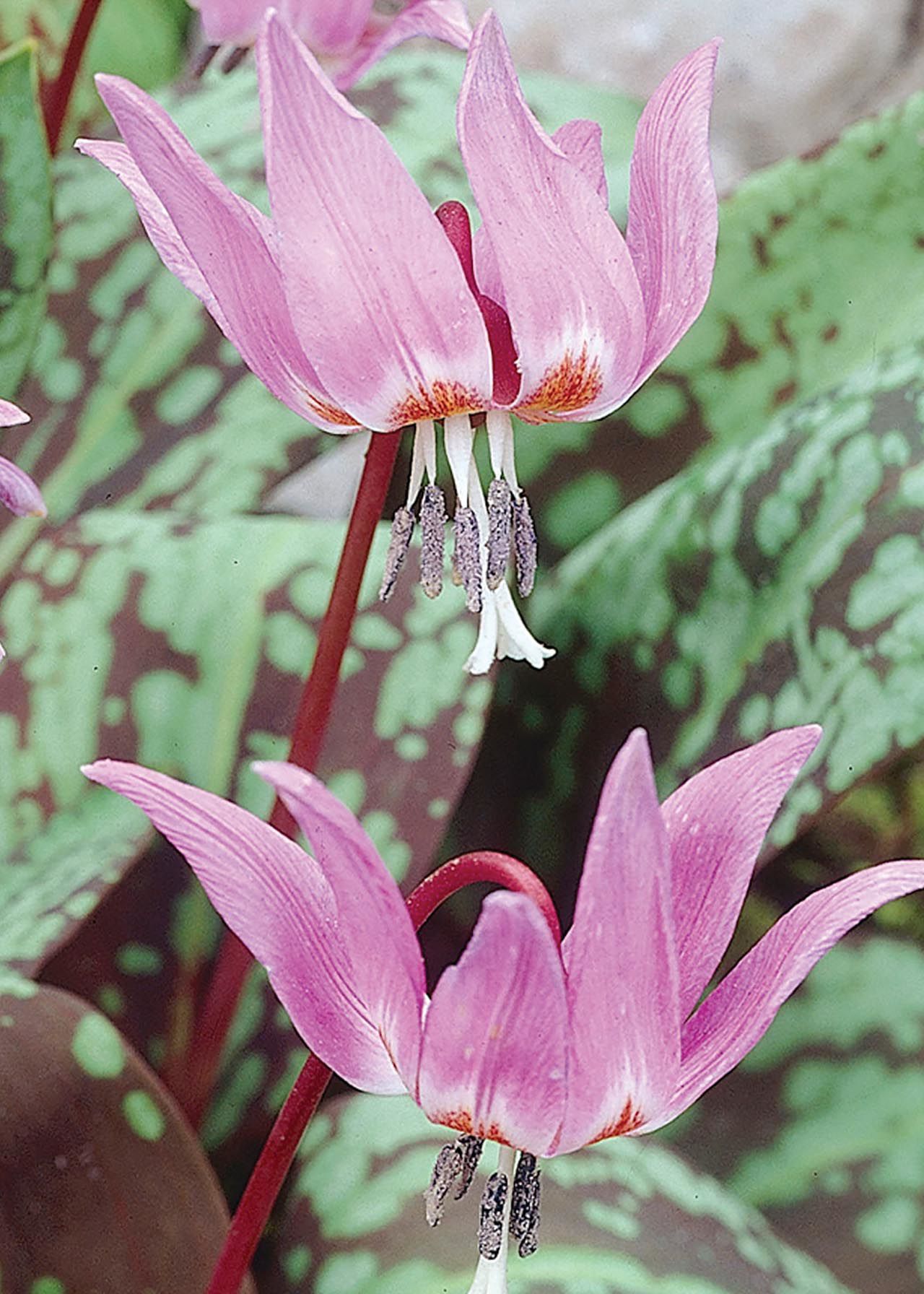 Dog's Tooth Violet - Erythronium Dens-Canis pack of 2