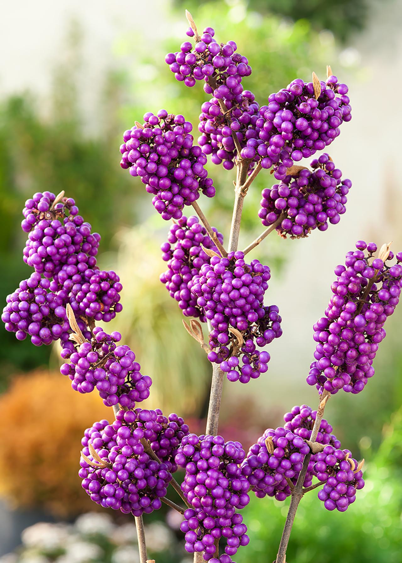 Callicarpa Profusion 3ltr