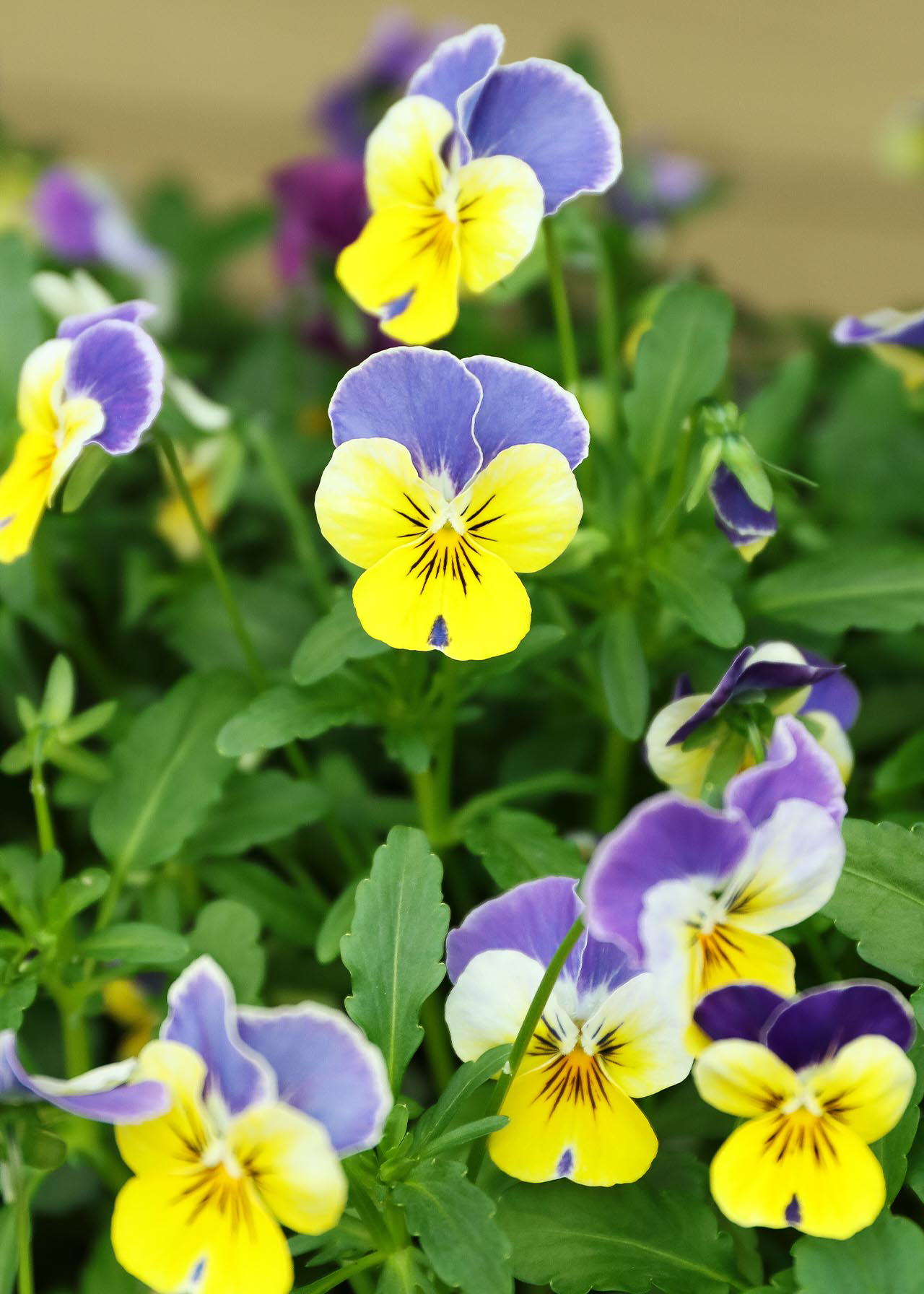 Viola Golden Select Mix 20pk