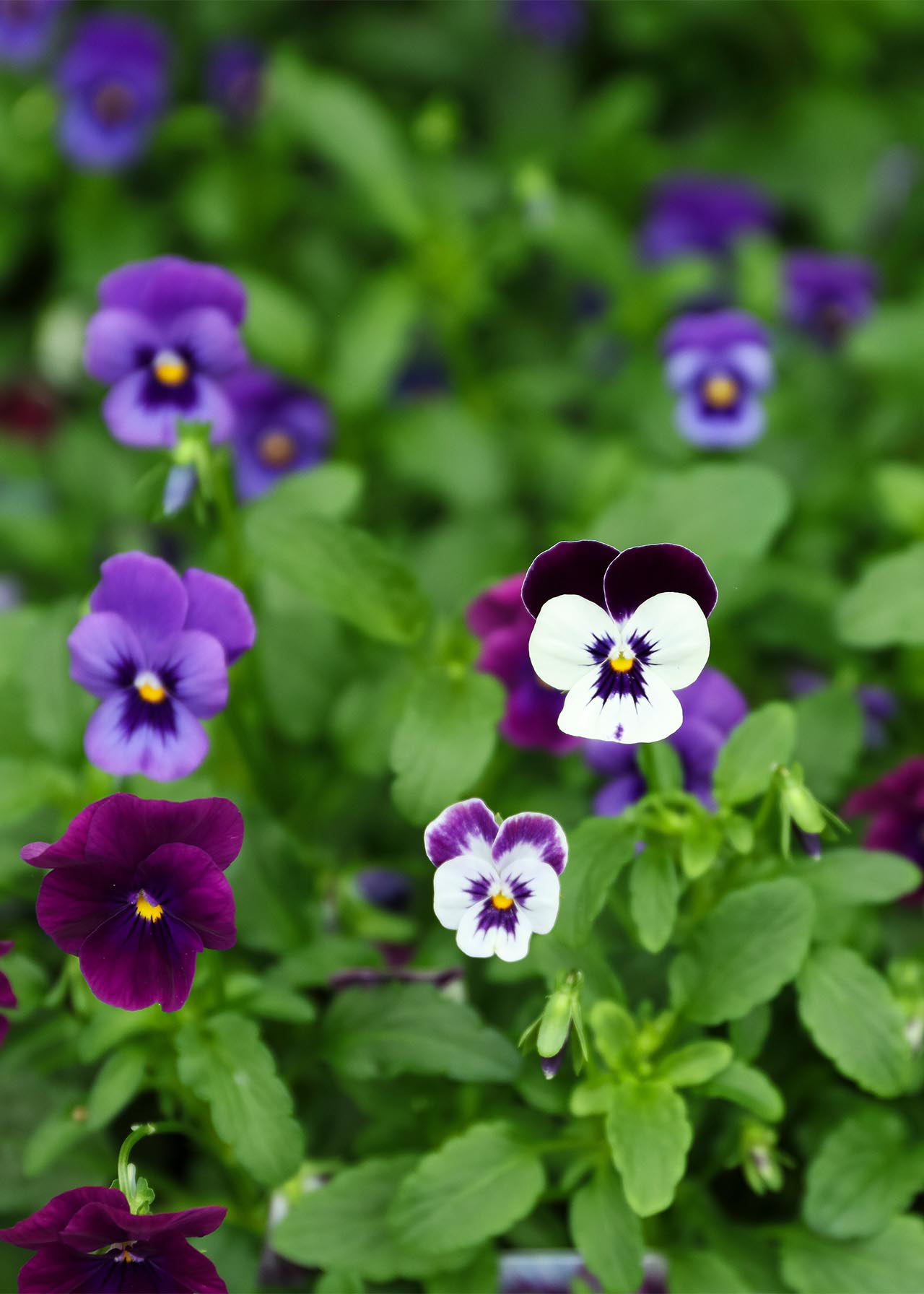 Viola Purple Shades Mix 20pk