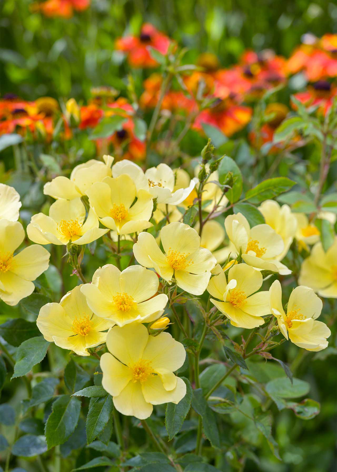 David Austin Rose 'Tottering-By-Gently' 6ltr