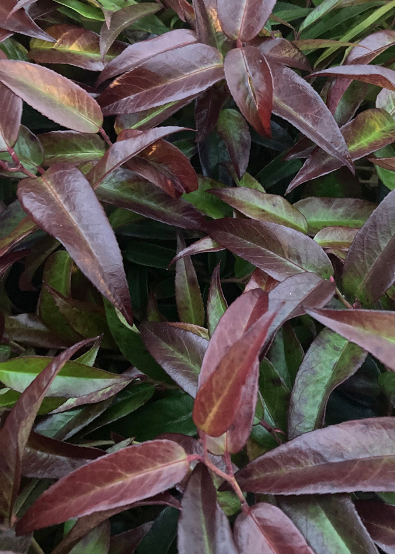 Leucothoe Carinella 2ltr