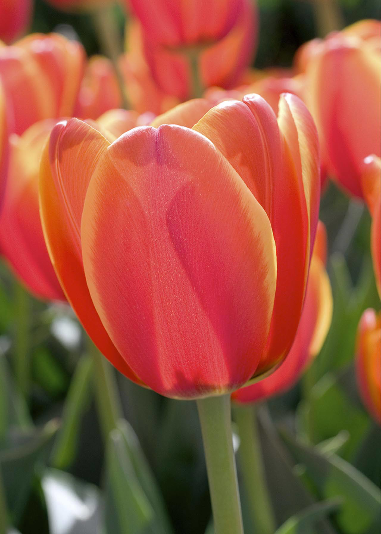 Tulip Orange Crown pack of 12